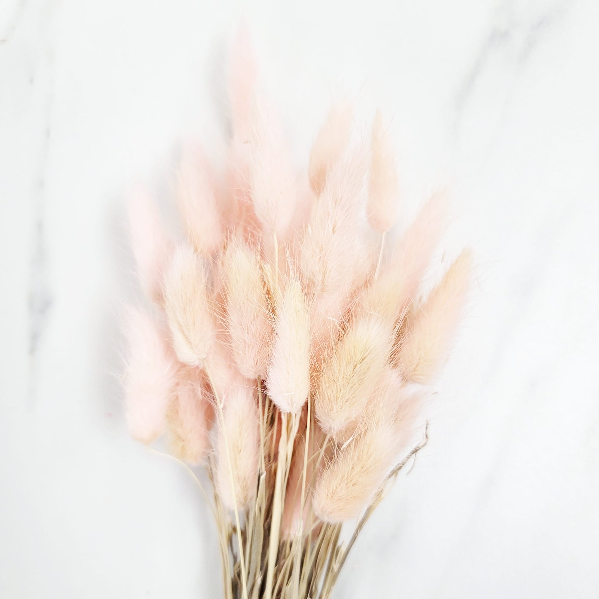 Dried Bunny Tails