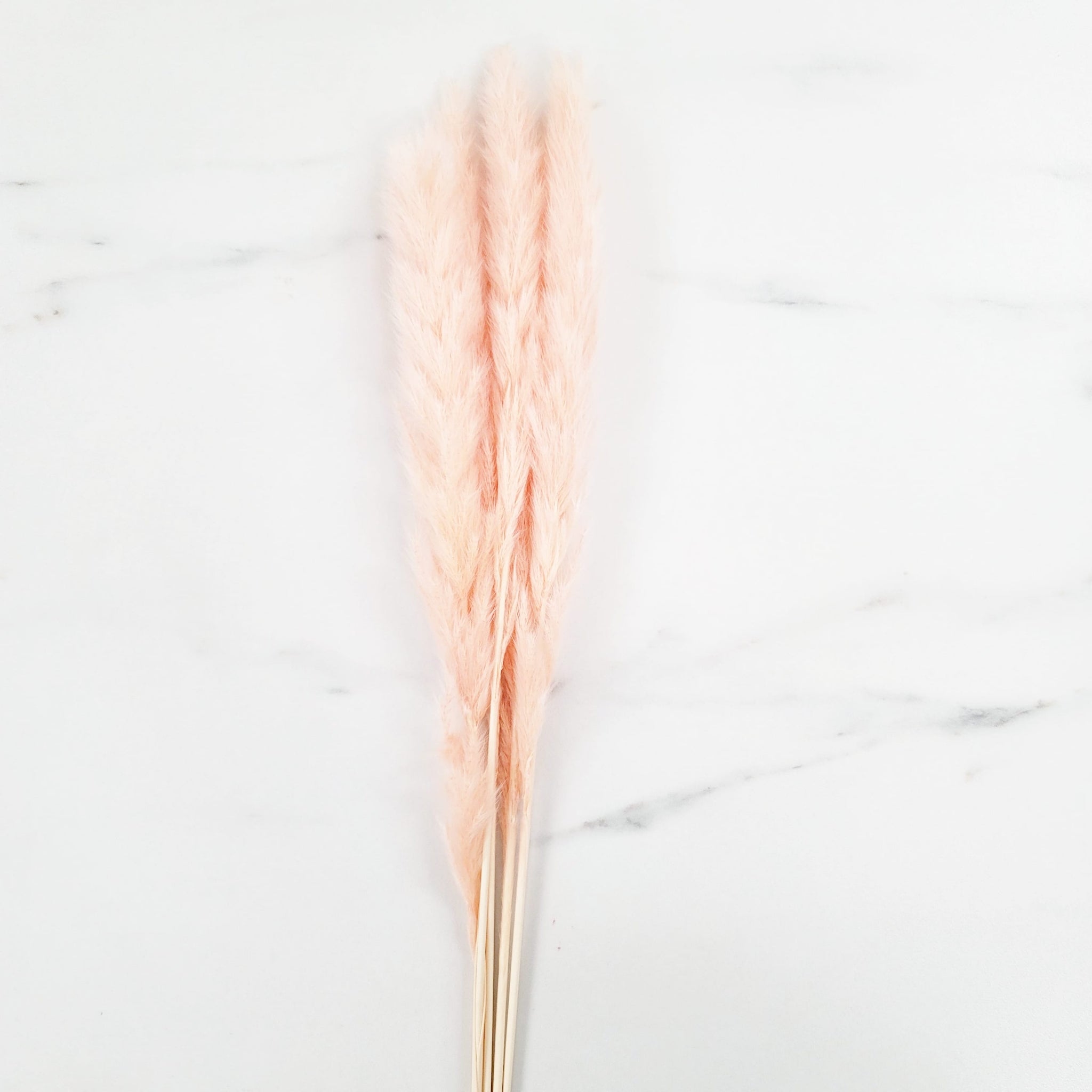 Mini Pampas Grass