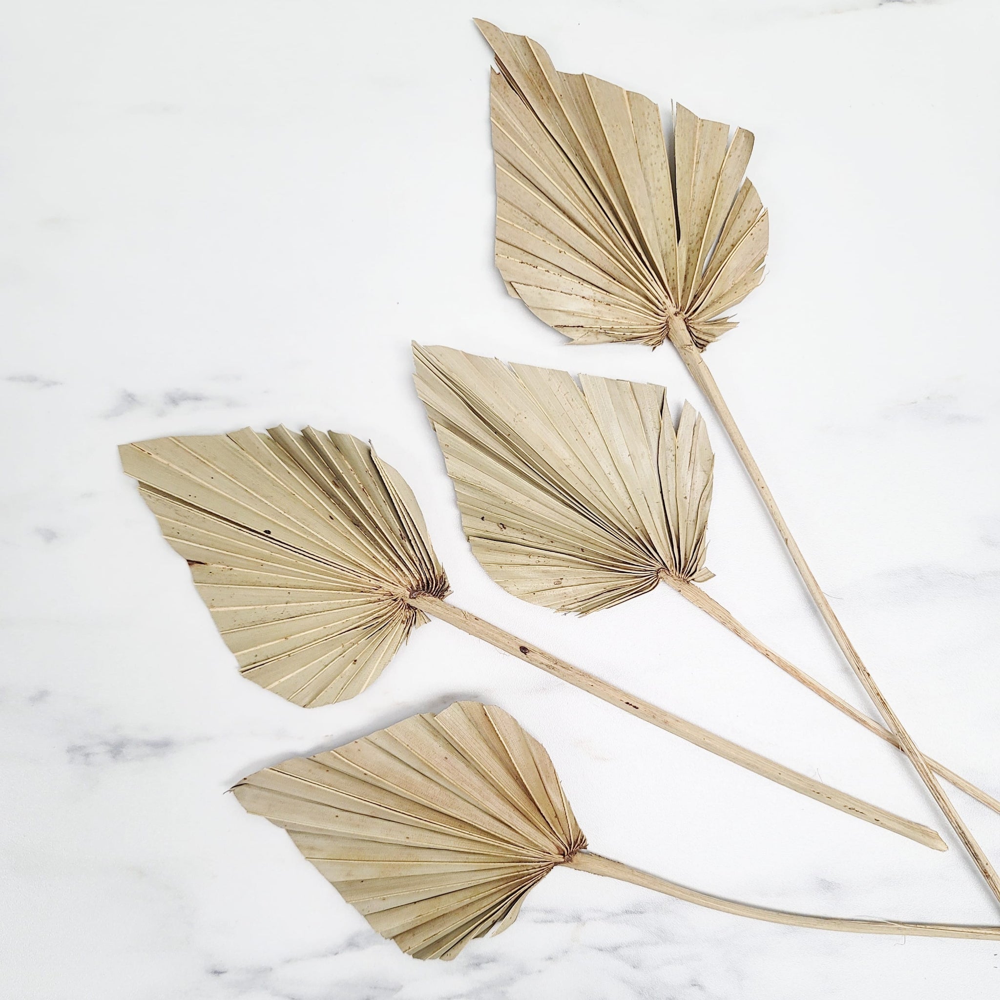 Palm Spears | Small