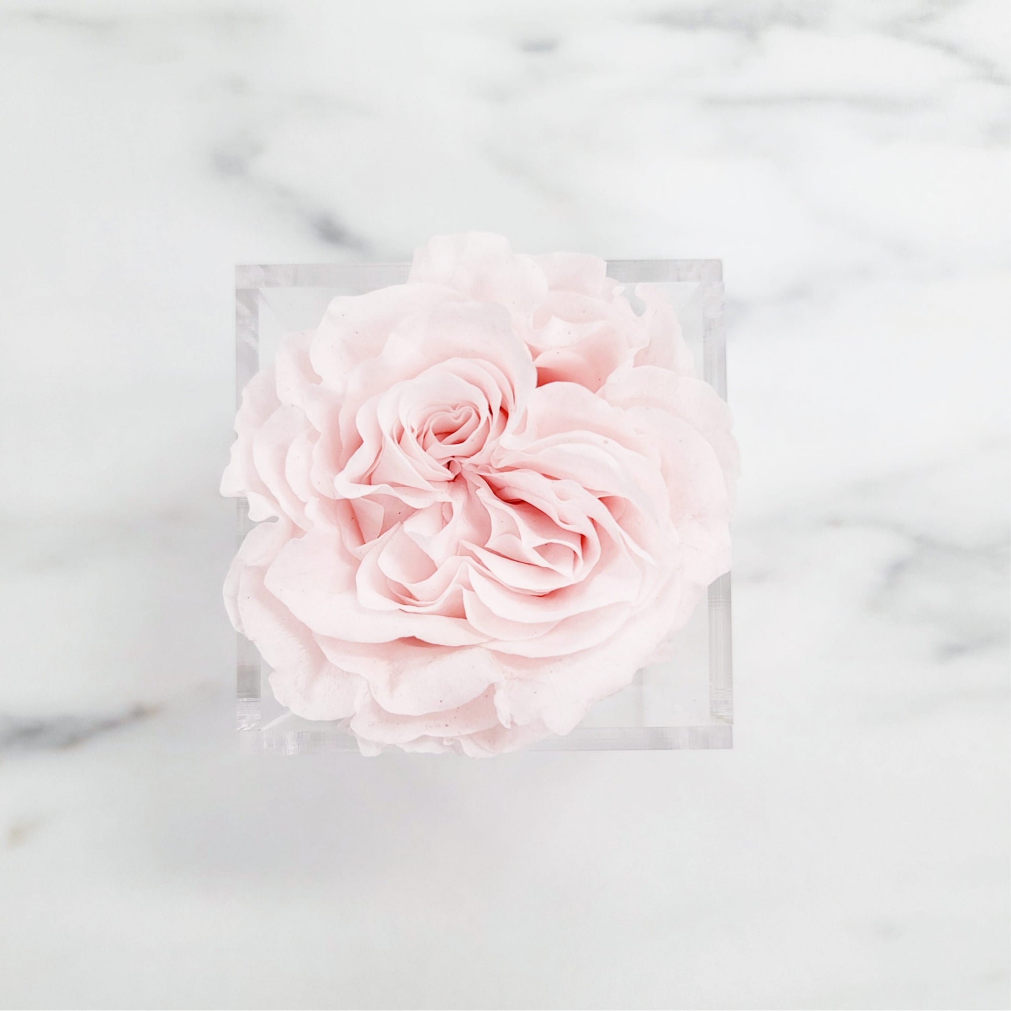 Preserved Garden Roses | Rose Head Only