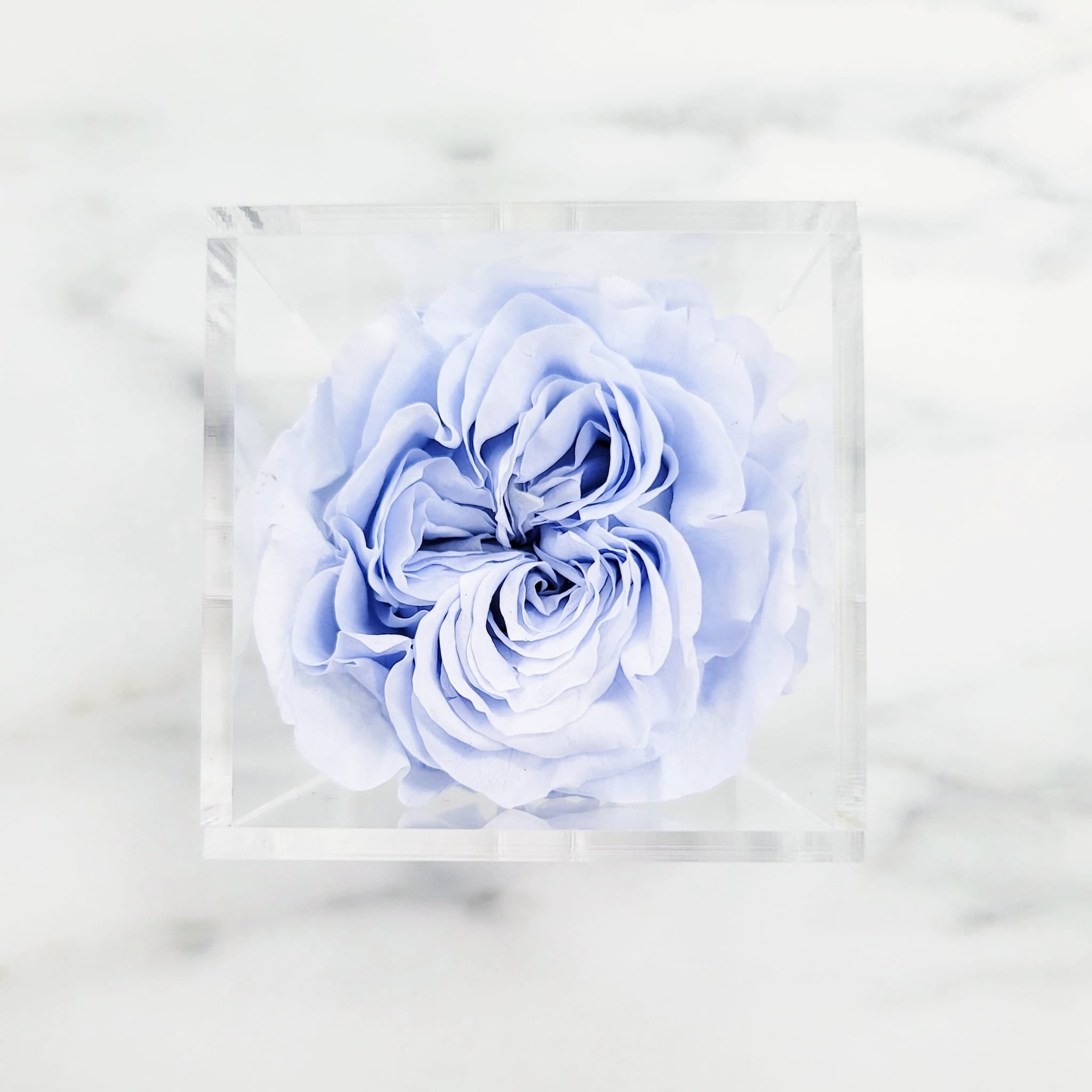 Preserved Garden Roses | Rose Head Only