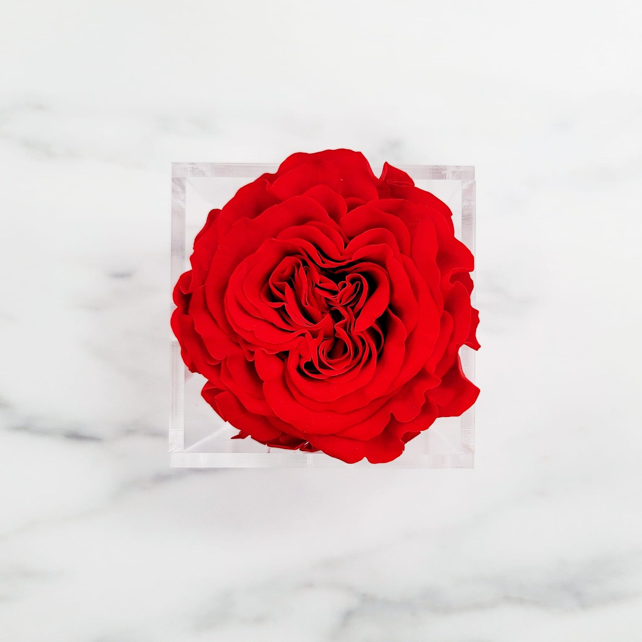 Preserved Garden Roses | Rose Head Only