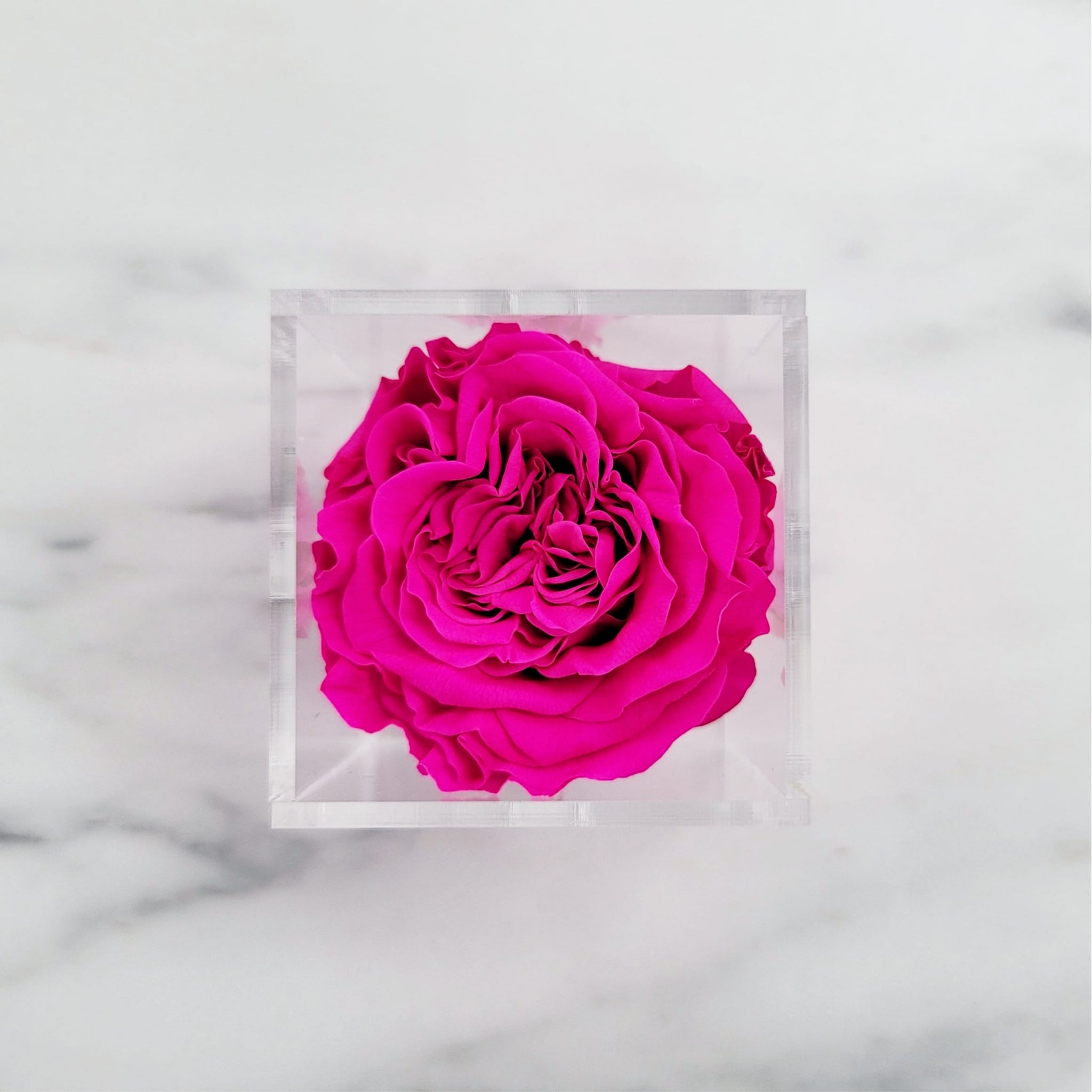 Preserved Garden Roses | Rose Head Only
