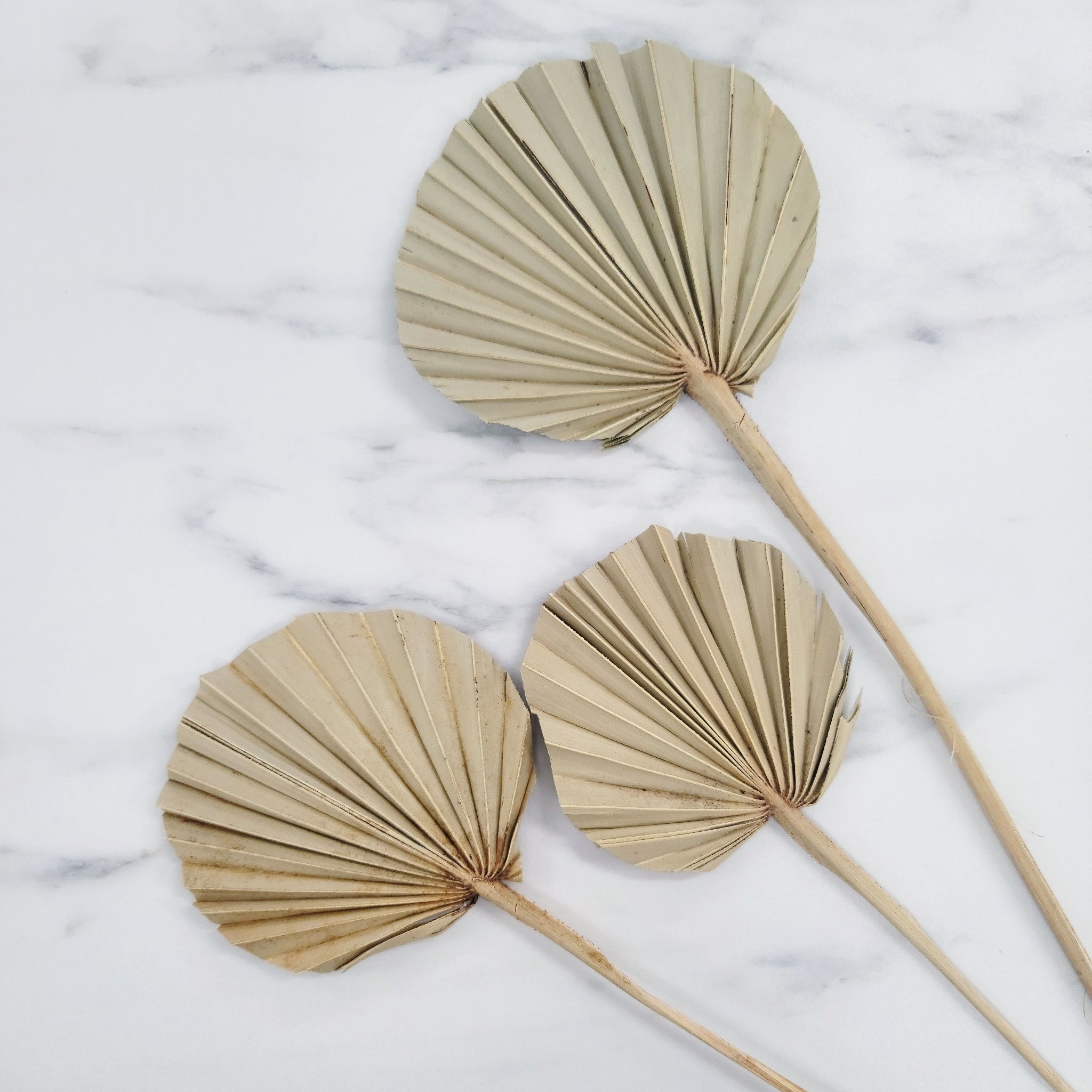 Round Palm Spears - Small