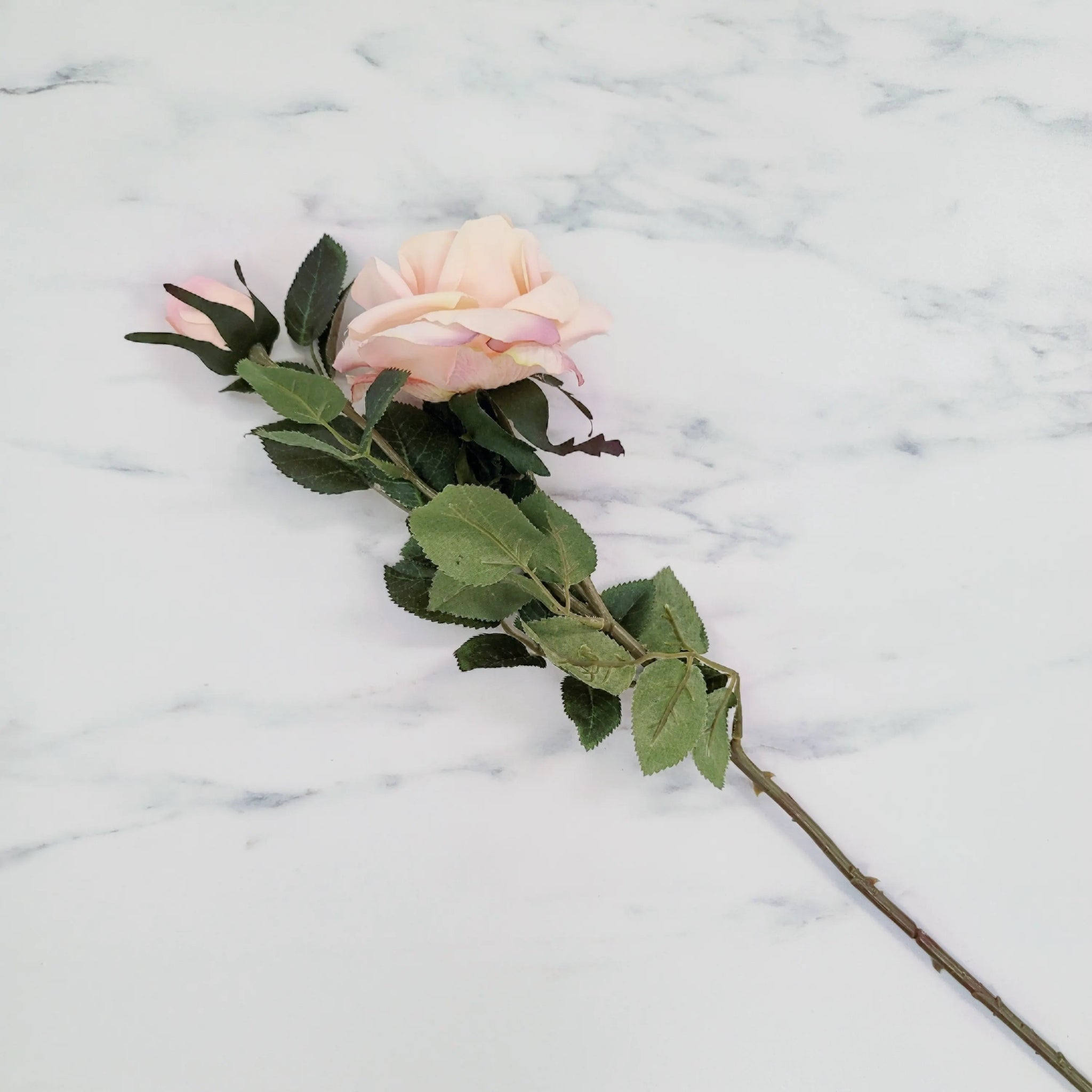 Rose | Single Stem