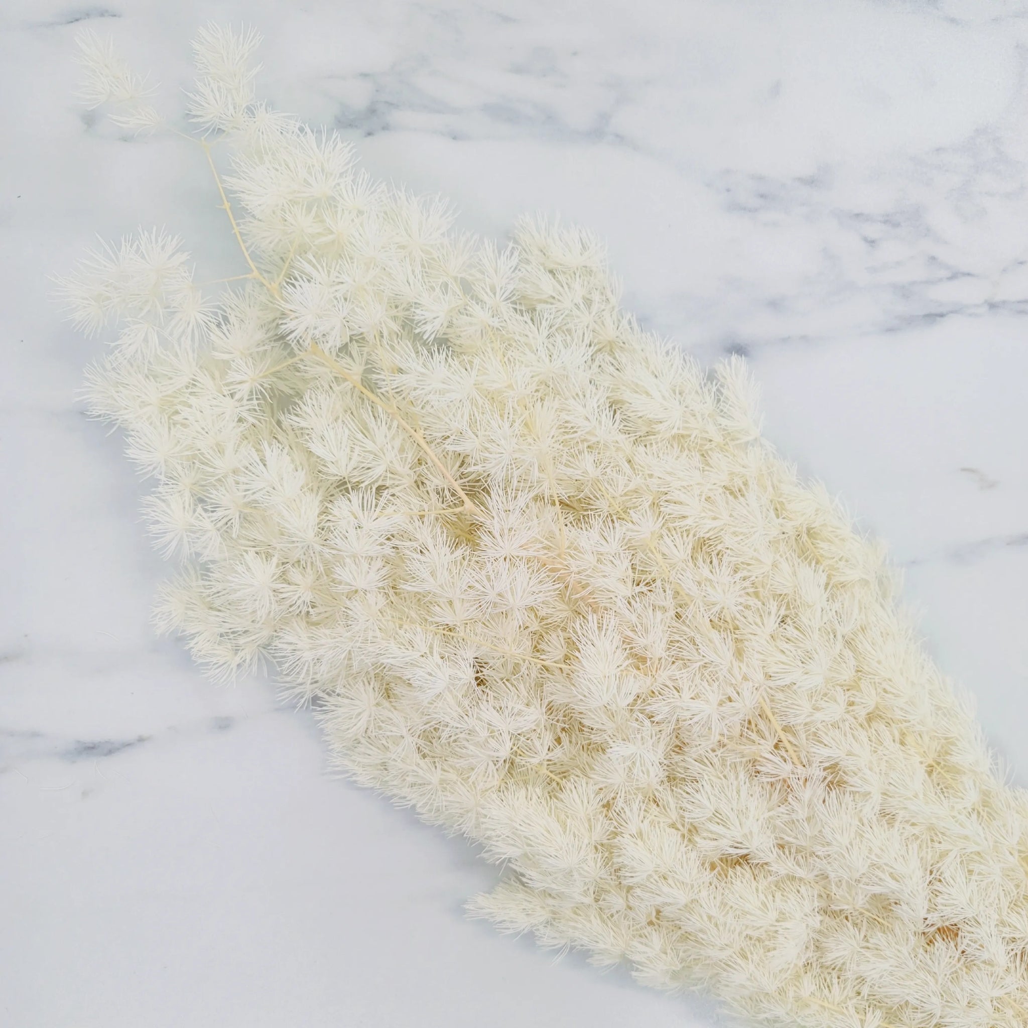 Ming Fern | Bleached