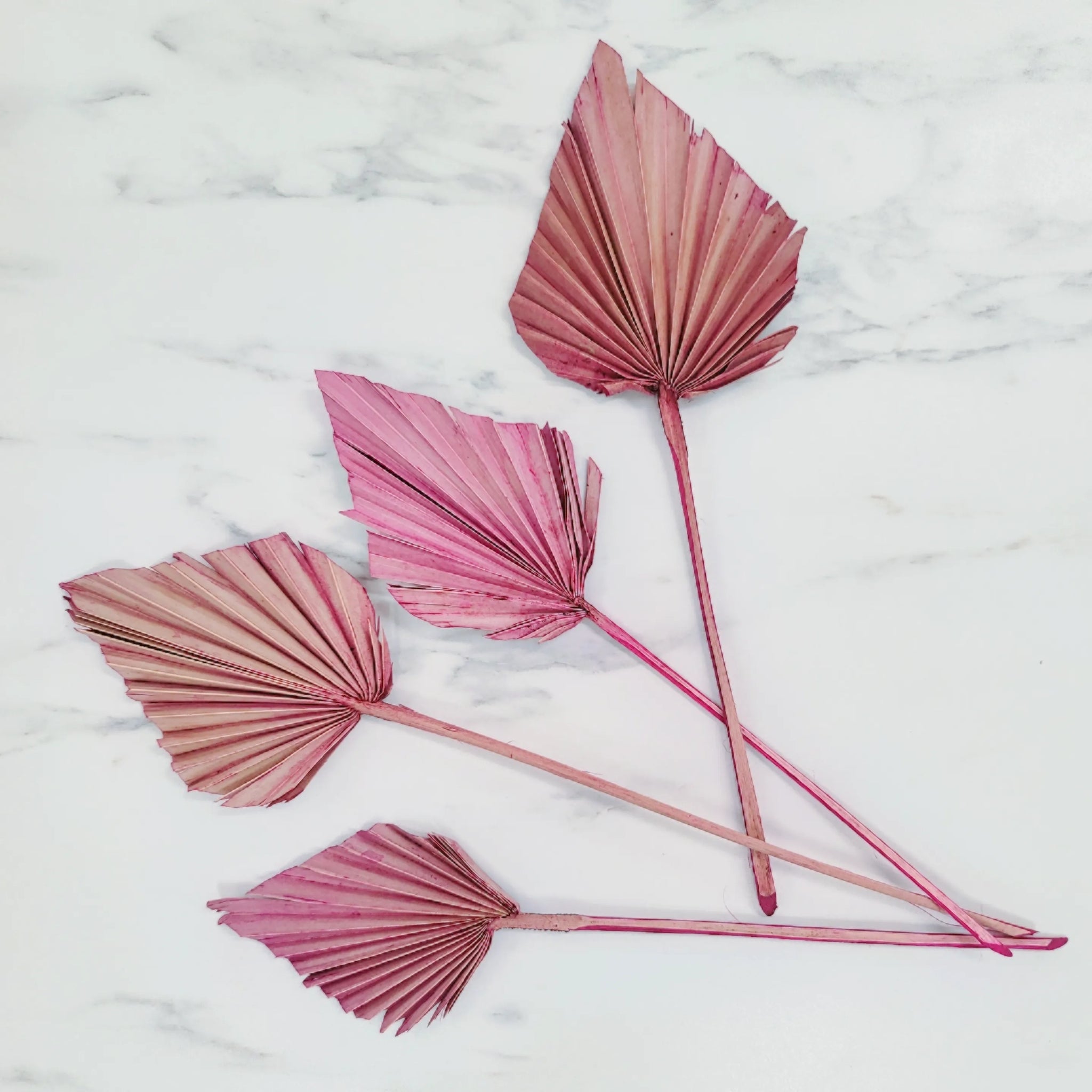 Palm Spears | Small