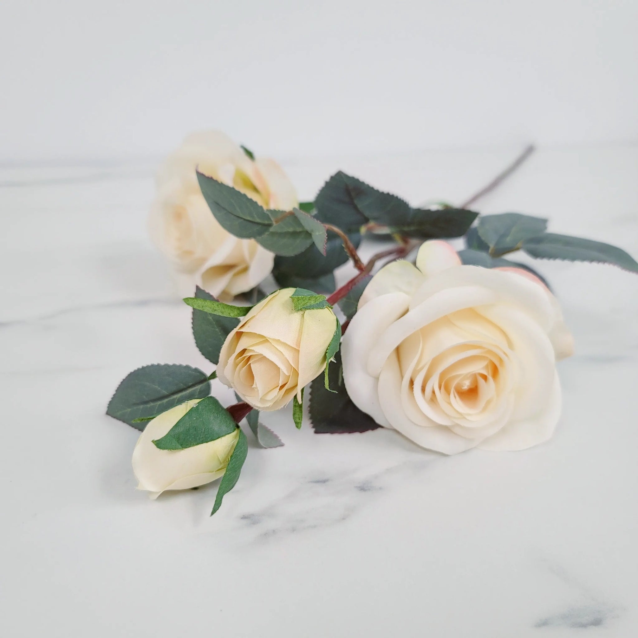 Rose | Single Stem