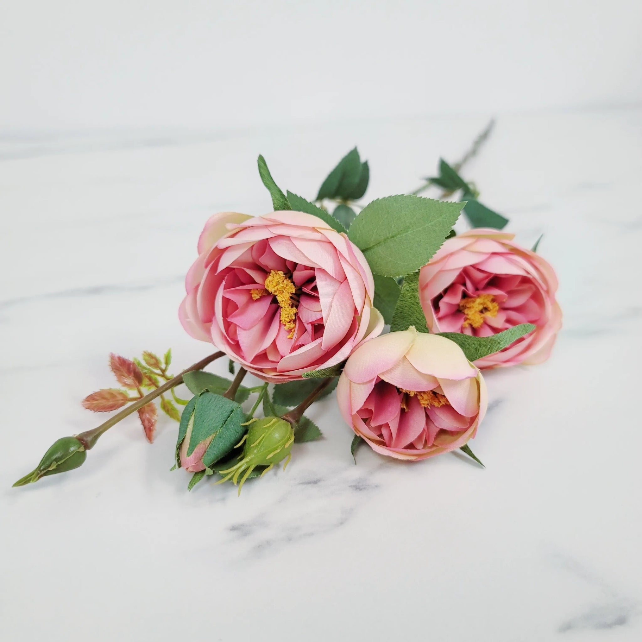 Garden Rose | Single Stem