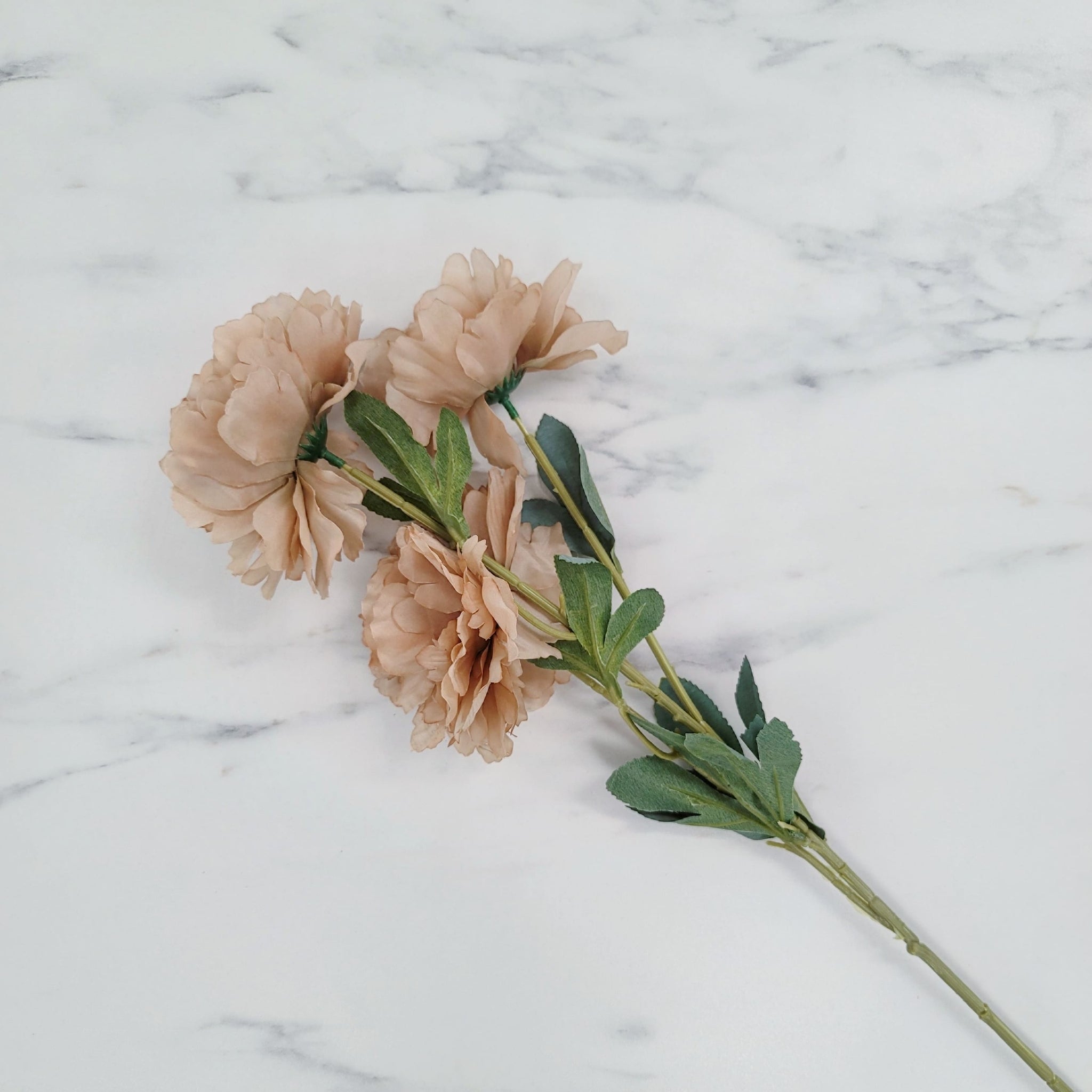 Peony | Single Stem