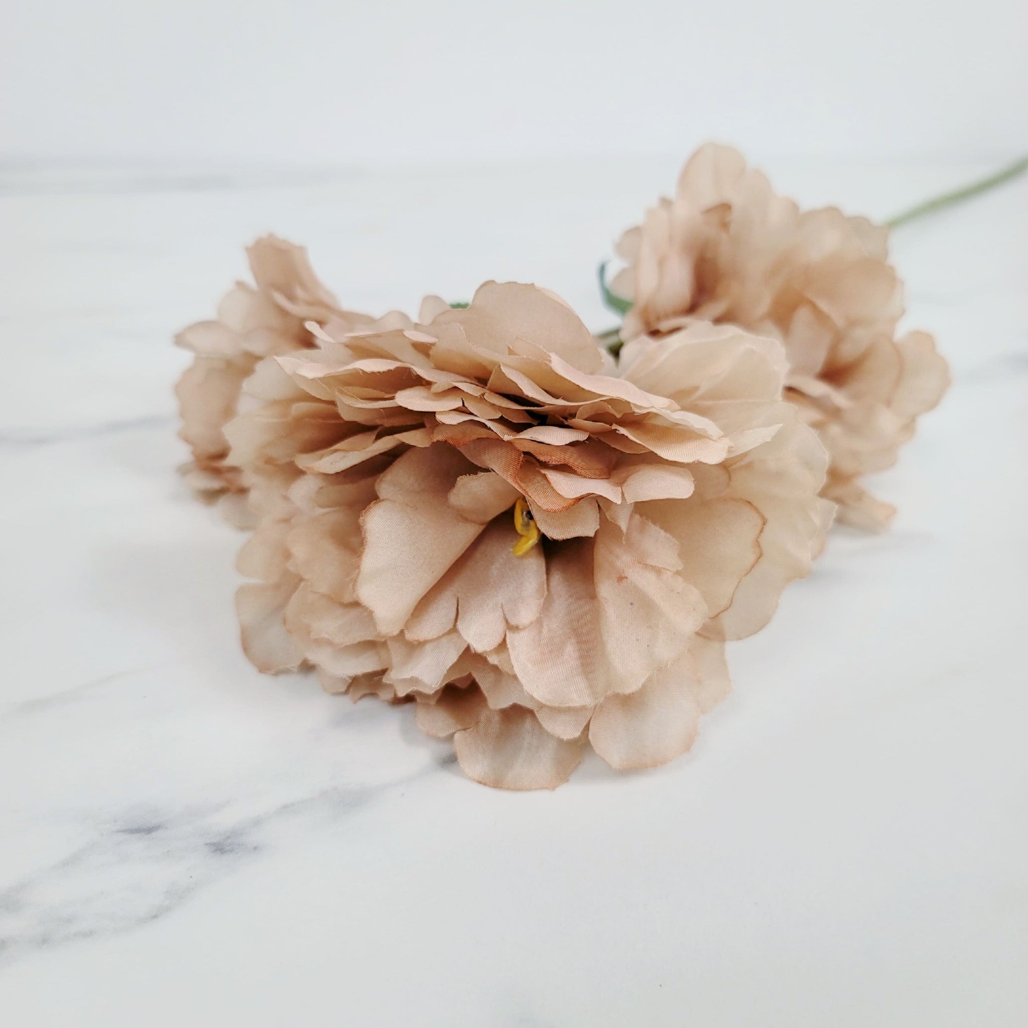 Peony | Single Stem
