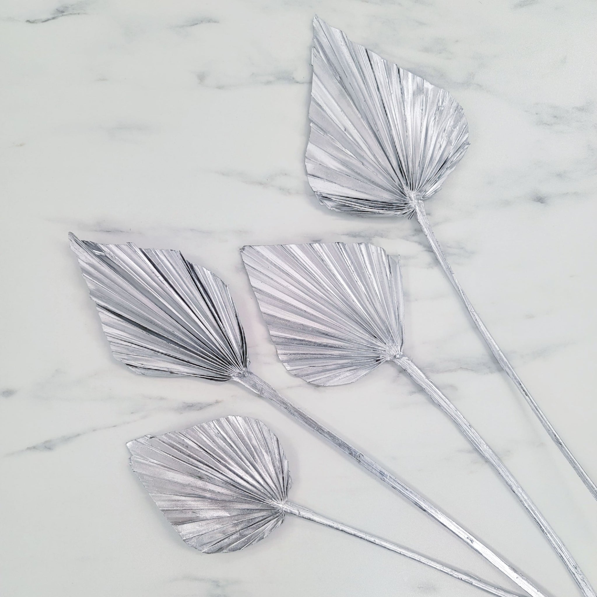 Palm Spears | Small
