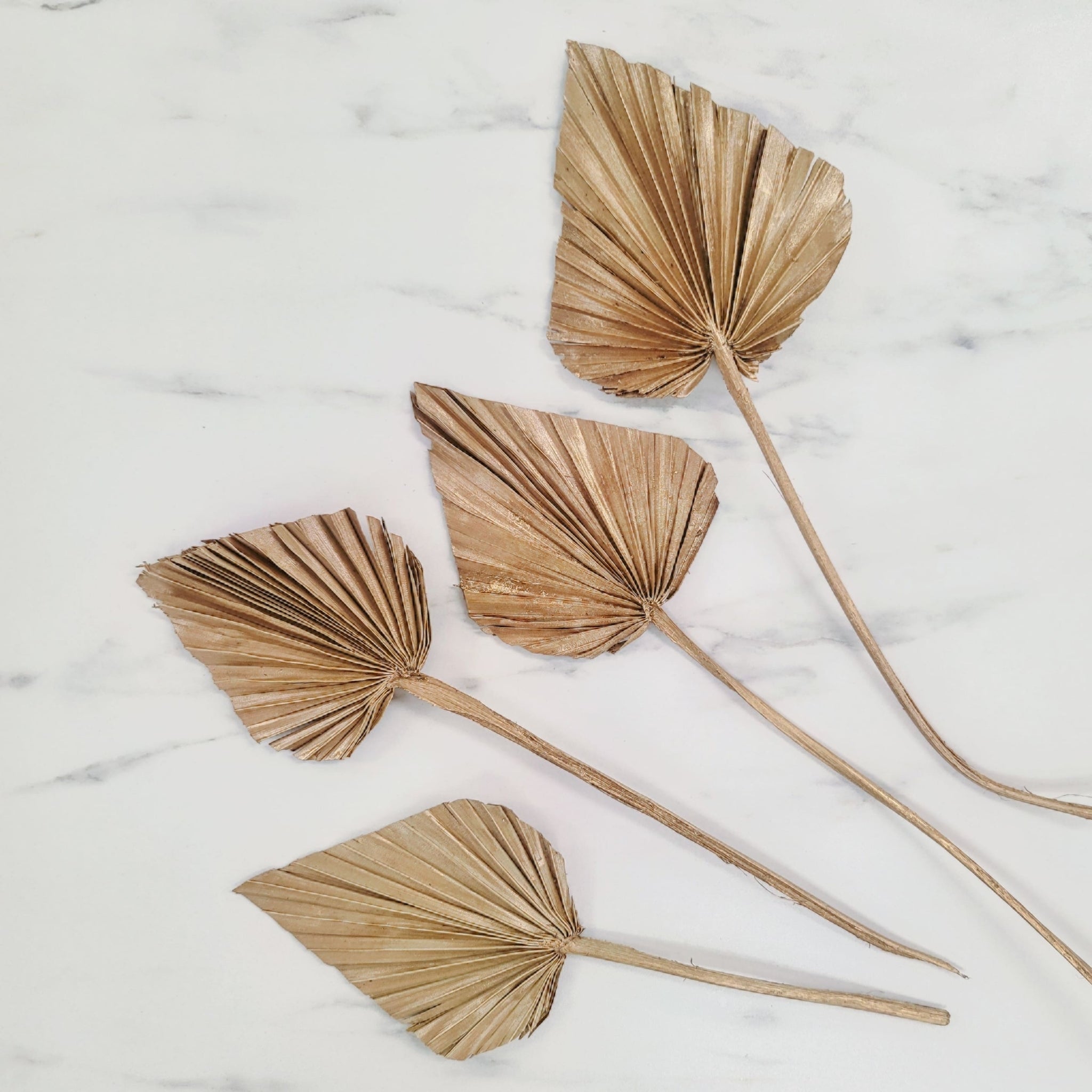 Palm Spears | Small