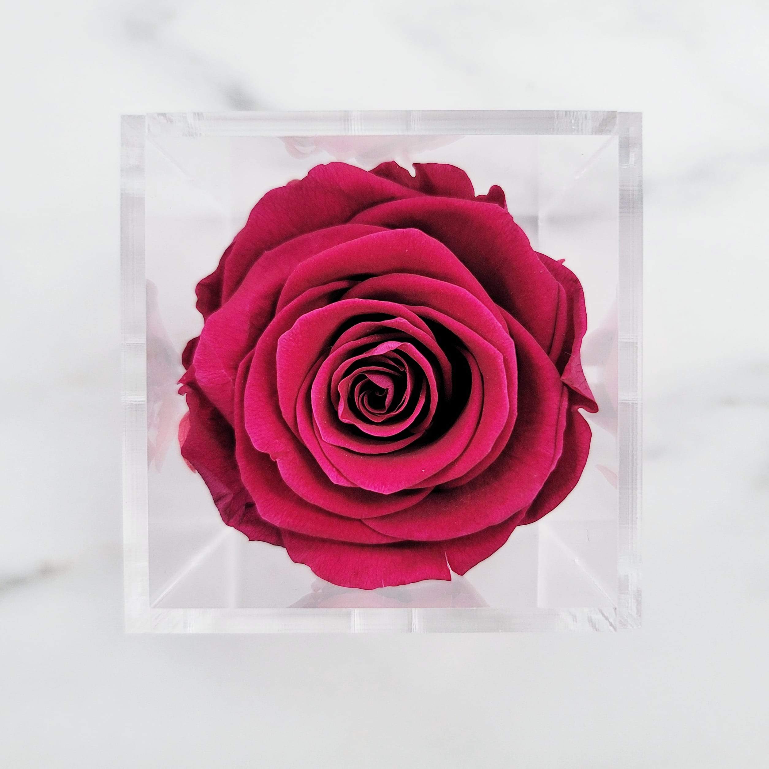 Preserved Roses | Box of 6