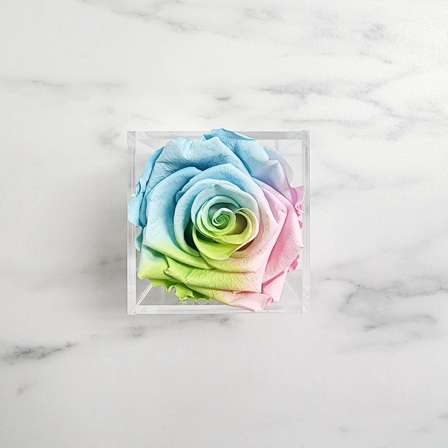 Preserved Roses | Single Rose Head Only