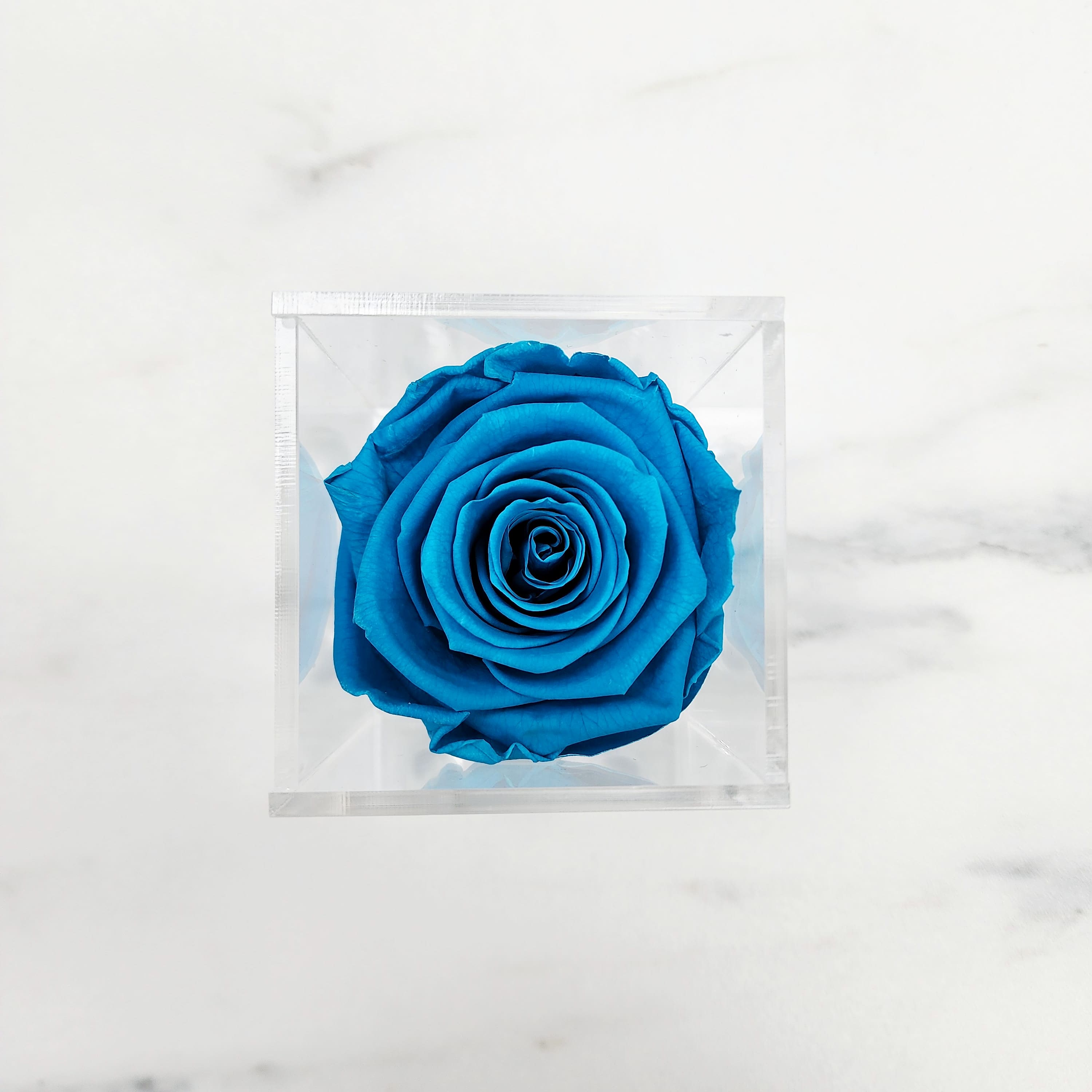 Preserved Roses | Box of 6
