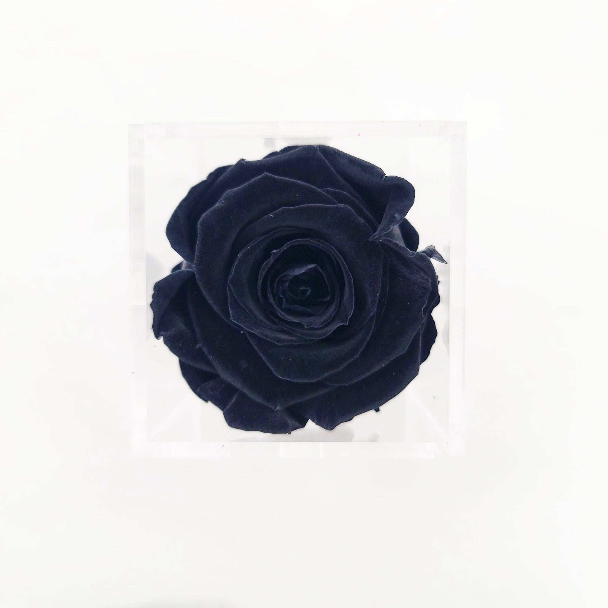 Preserved Roses | Box of 6