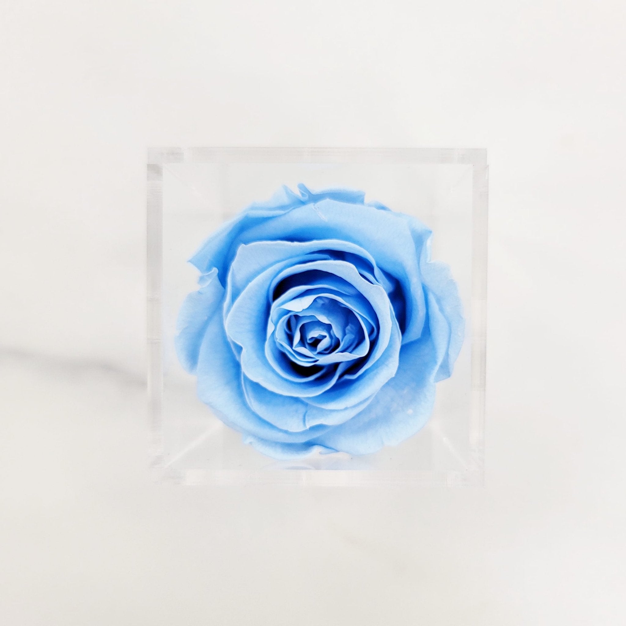 Preserved Roses | Box of 6