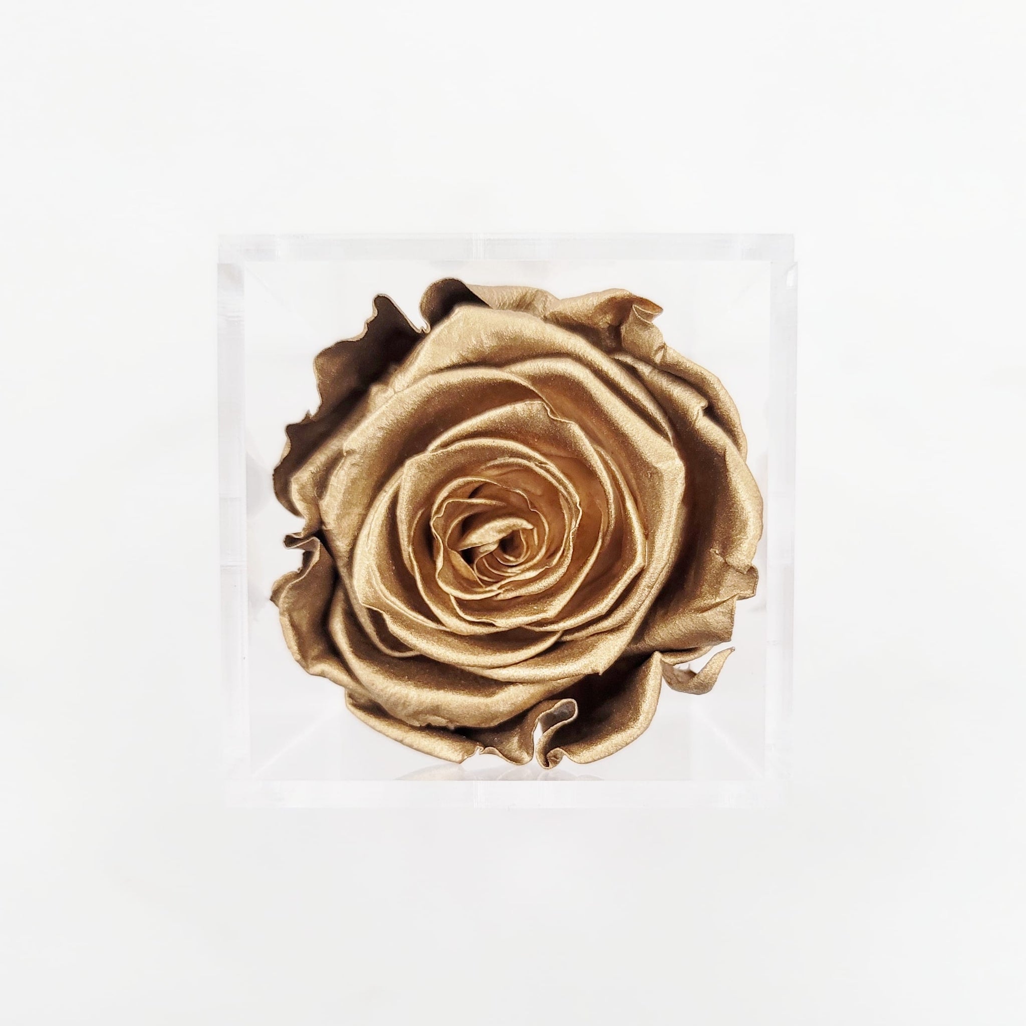 Preserved Roses | Box of 6