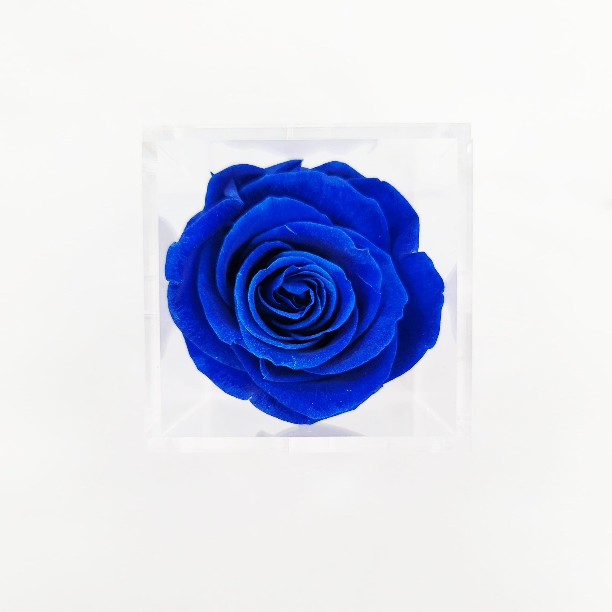 Preserved Roses | Box of 6