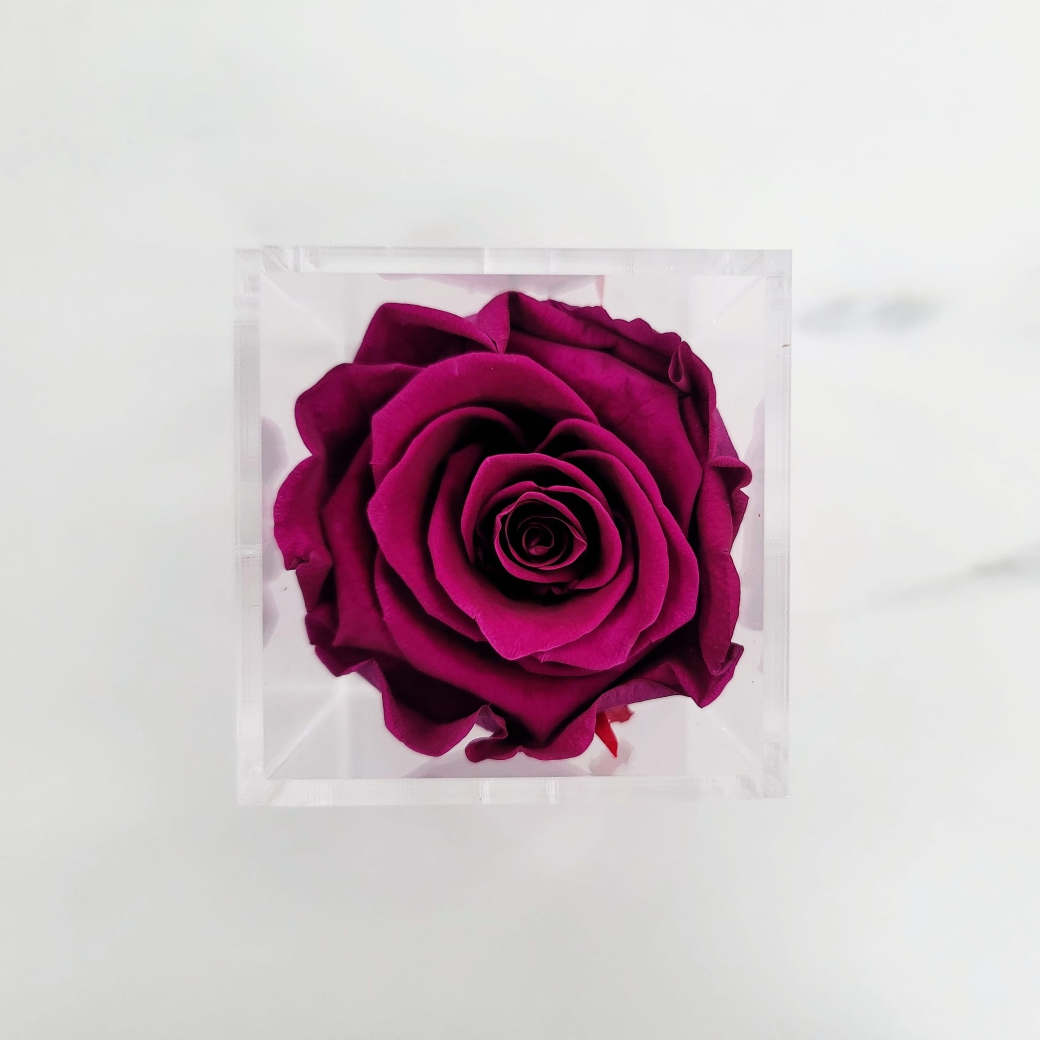 Preserved Roses | Box of 6