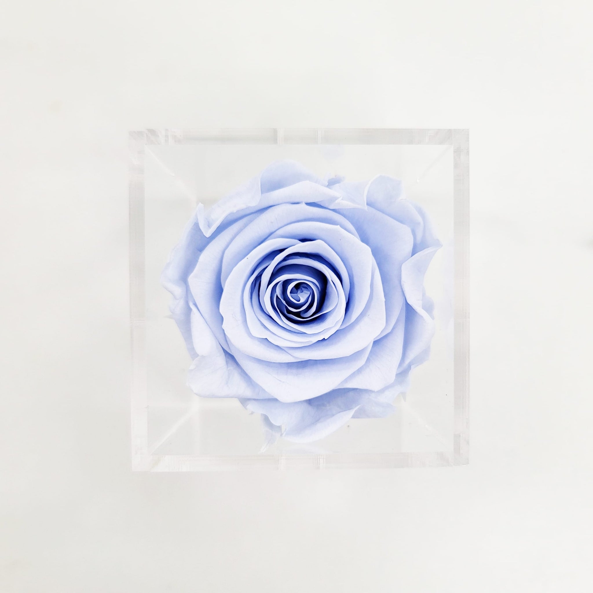 Preserved Roses | Box of 6