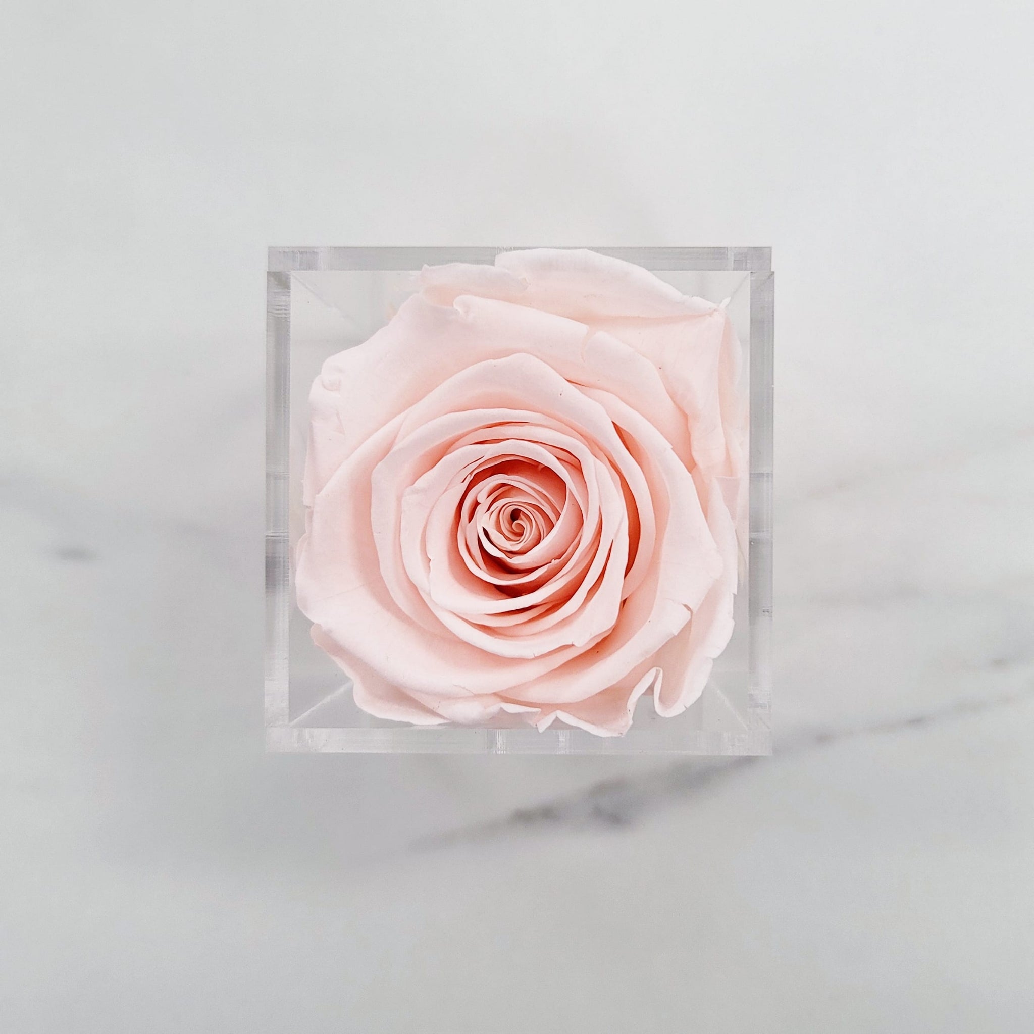 Preserved Roses | Box of 6