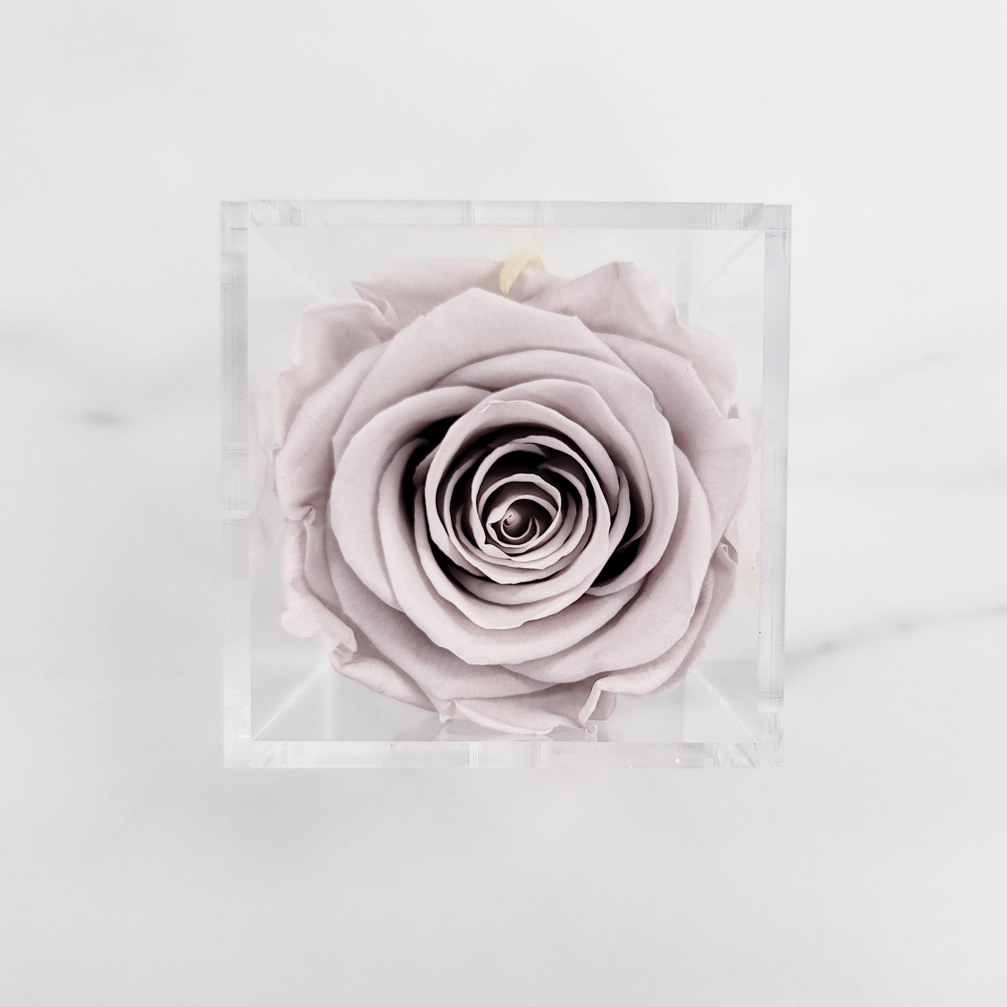 Preserved Roses | Box of 6