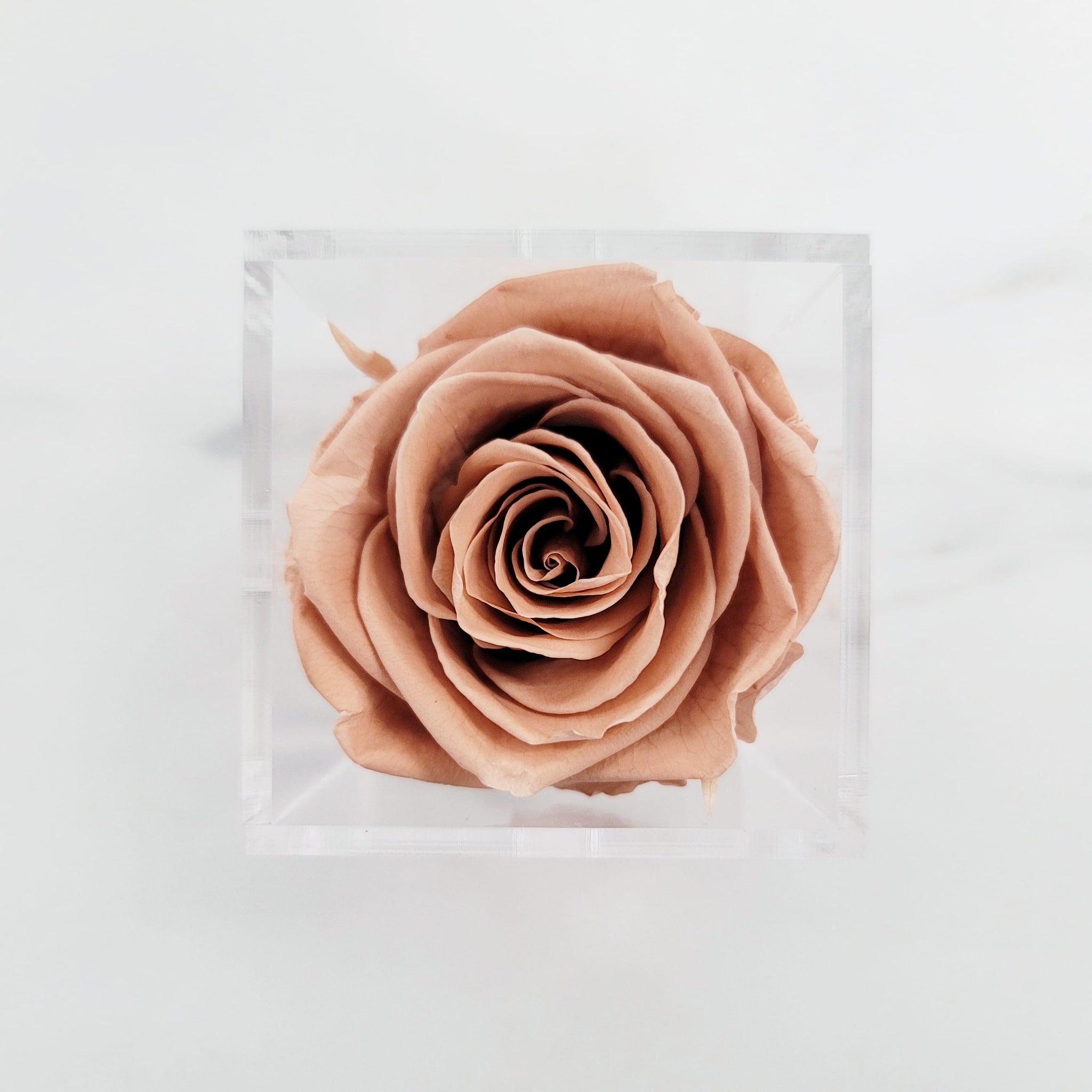 Preserved Roses | Box of 6