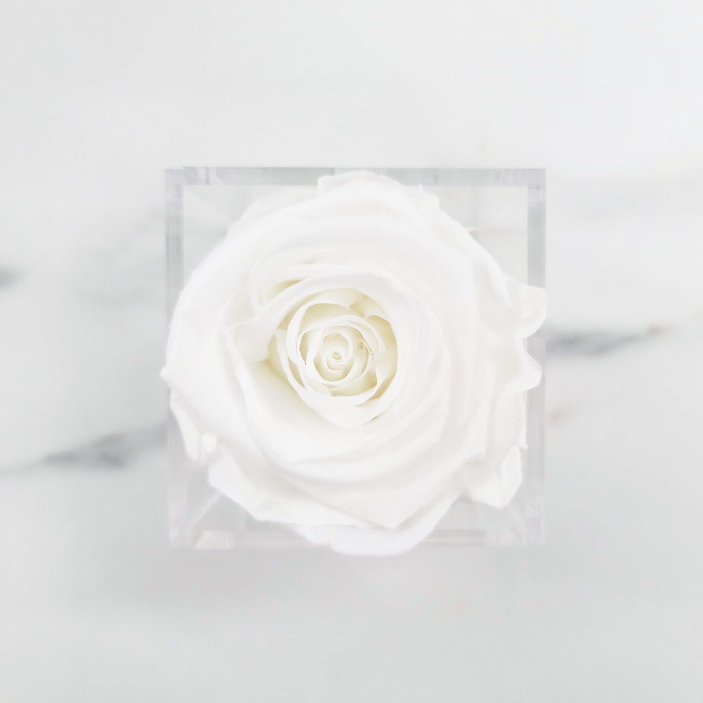 Preserved Roses | Box of 6