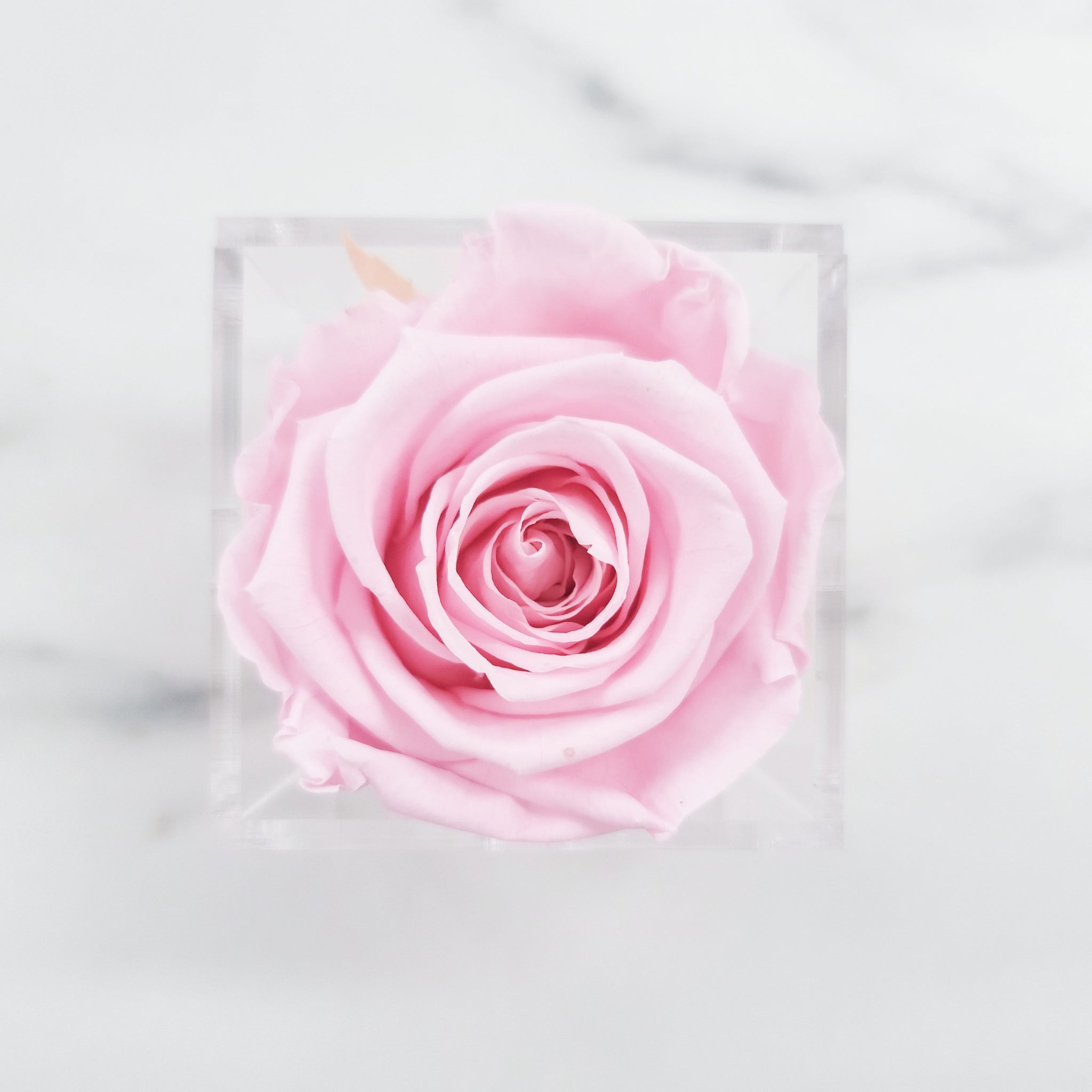 Preserved Roses | Box of 6