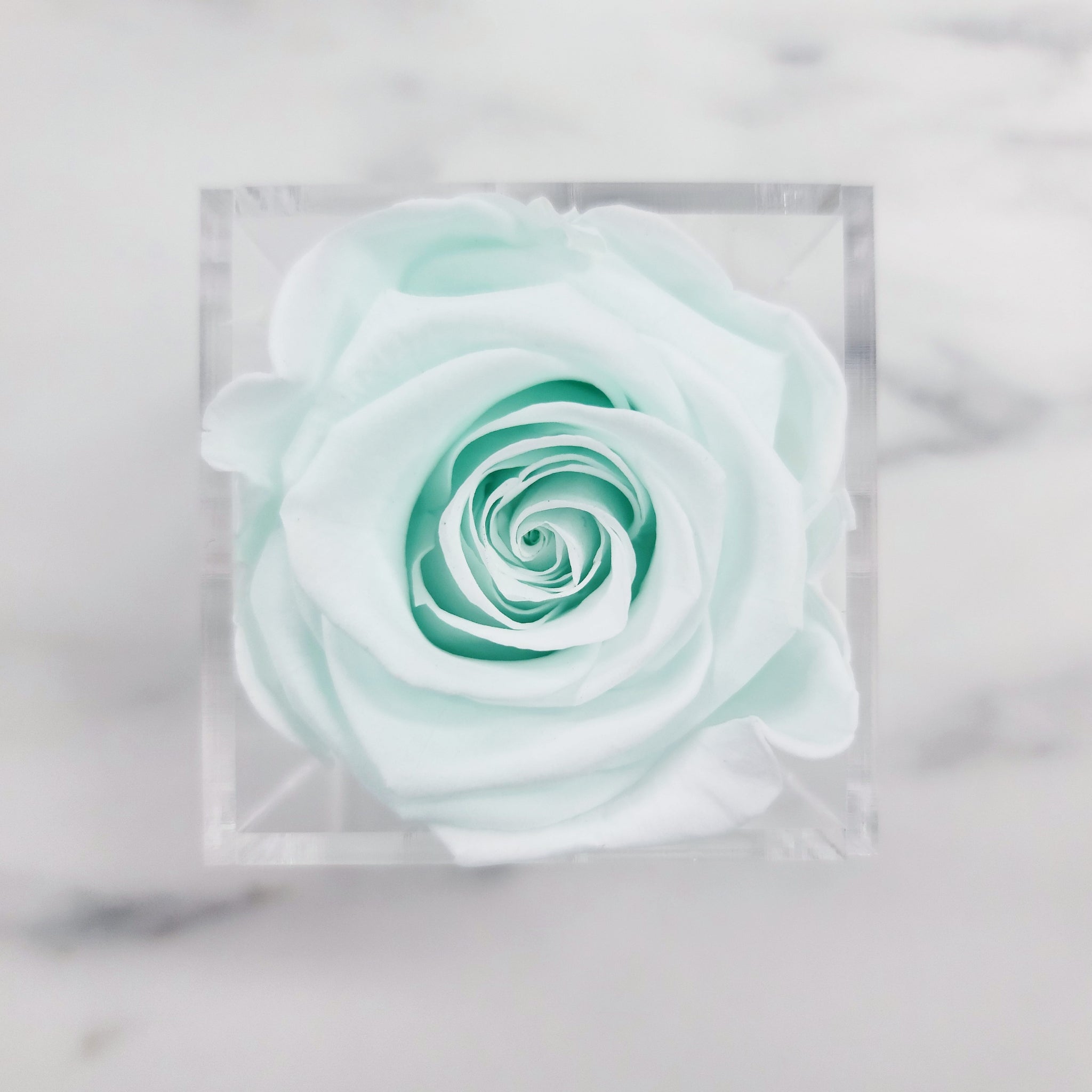 Preserved Roses | Box of 6