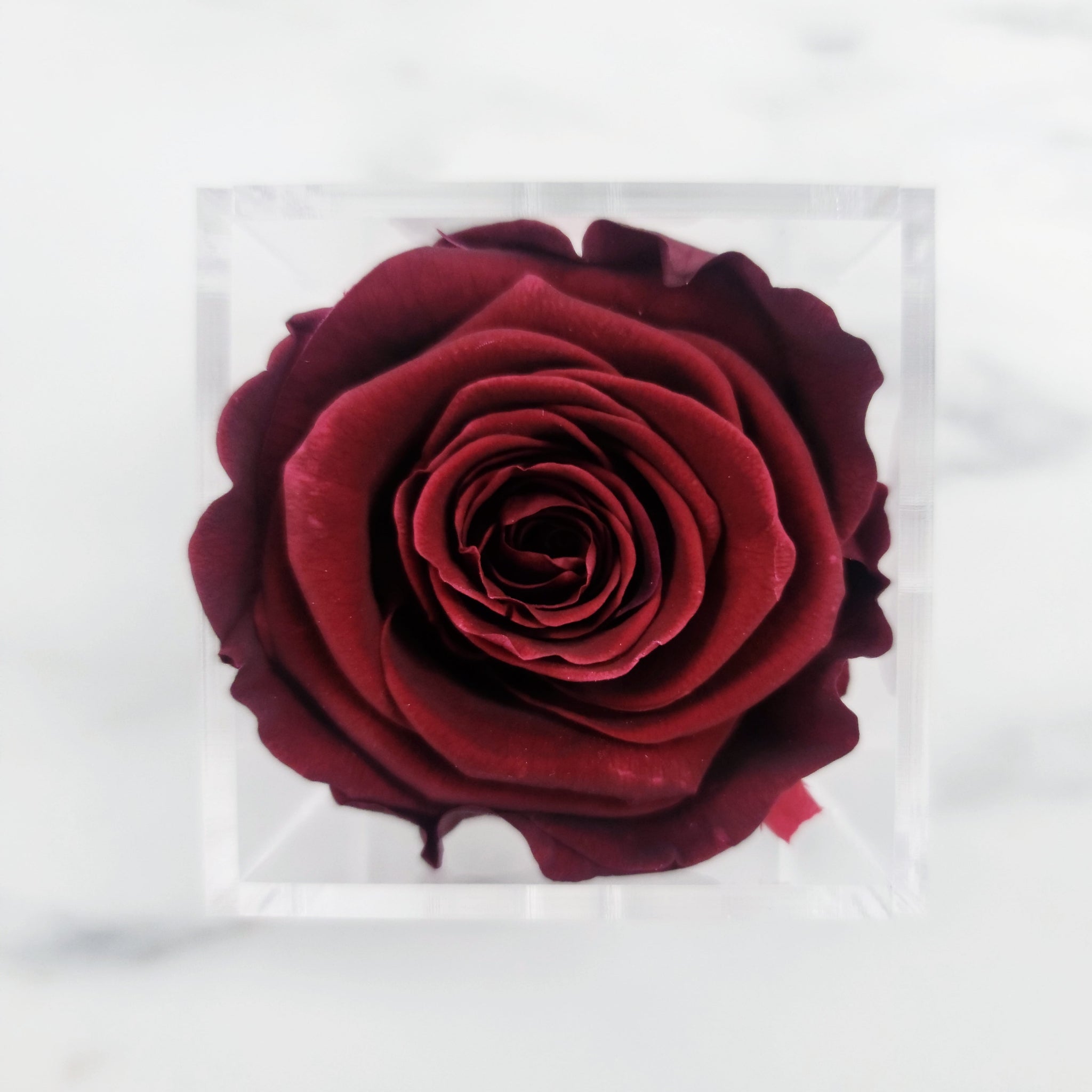 Preserved Roses | Box of 6