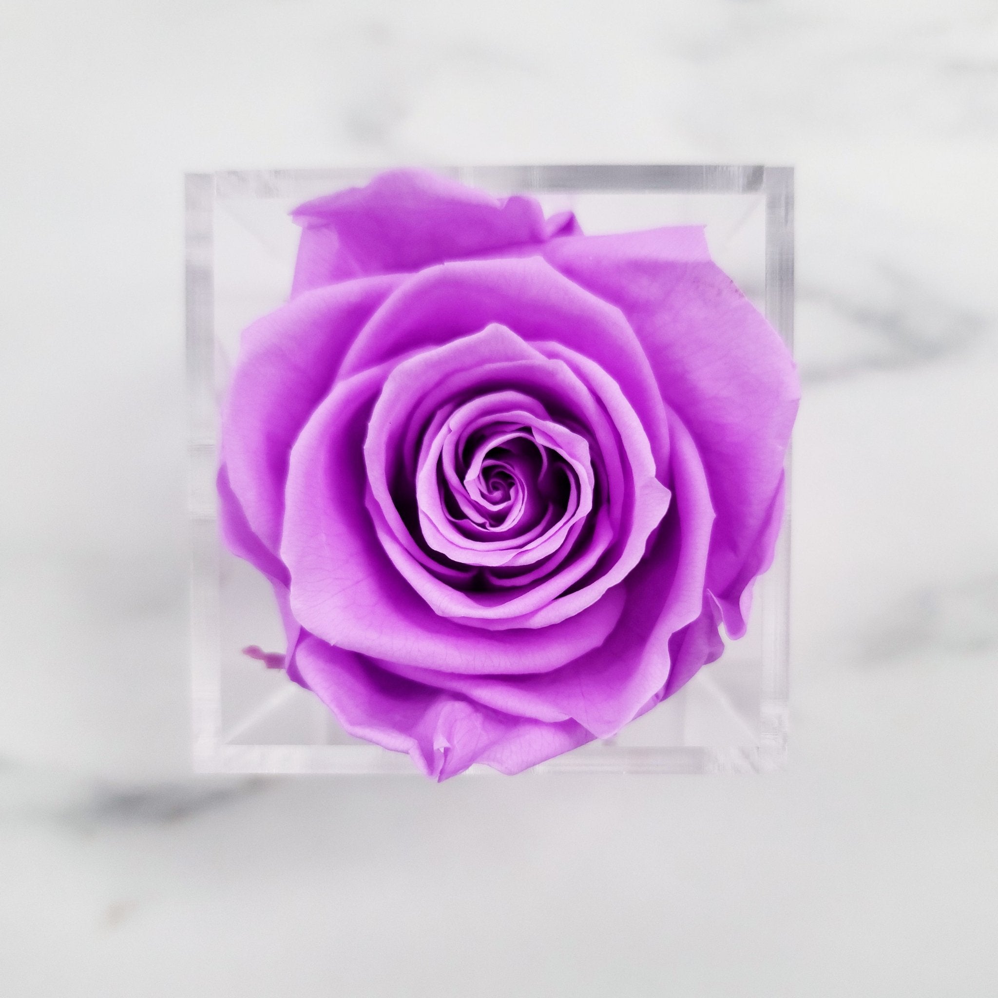 Preserved Roses | Box of 6