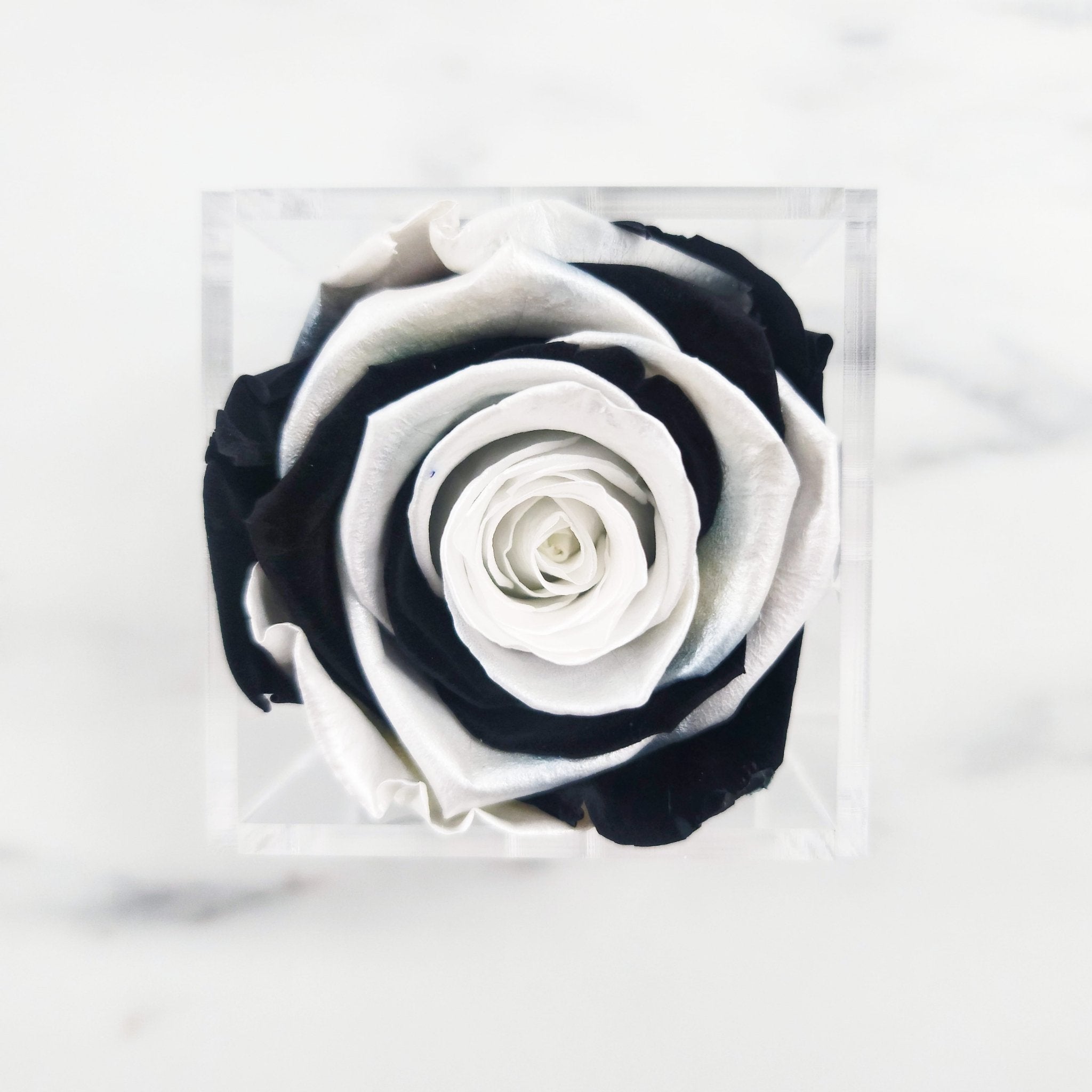 Preserved Roses | Box of 6