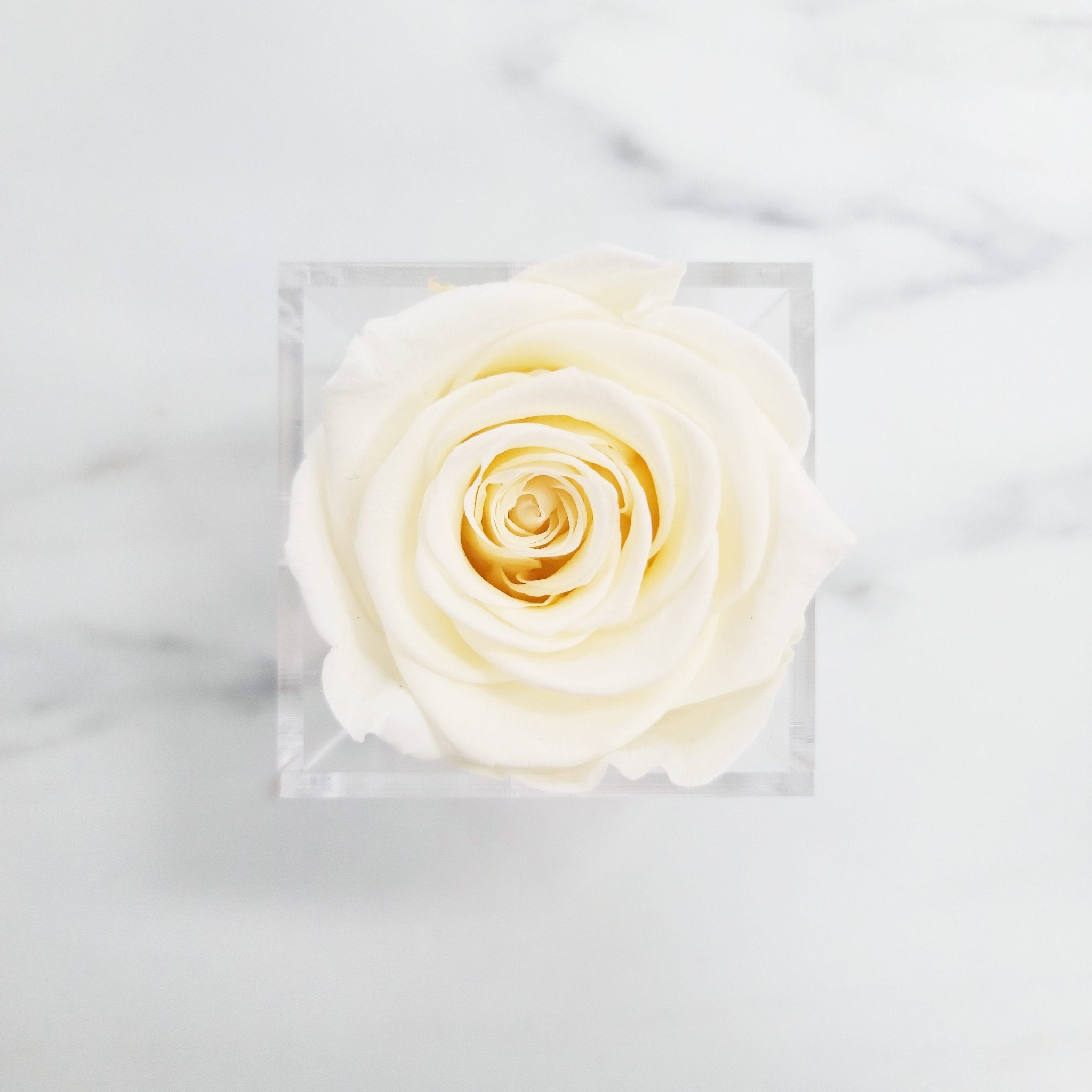 Preserved Roses | Box of 6