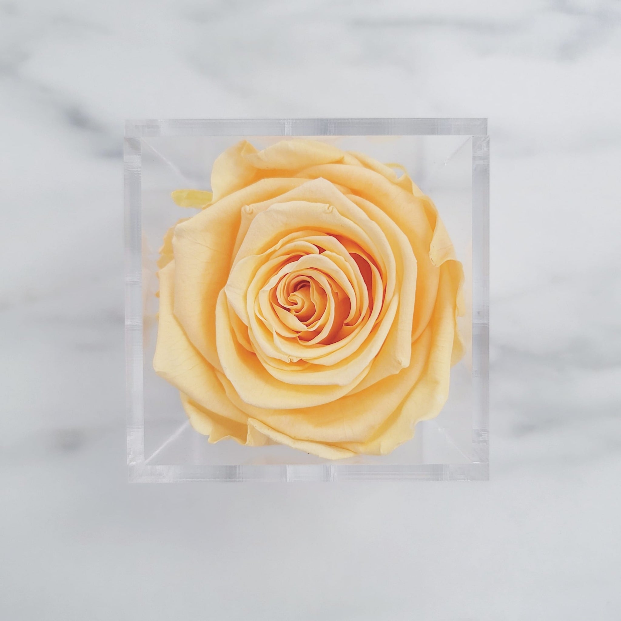 Preserved Roses | Box of 6