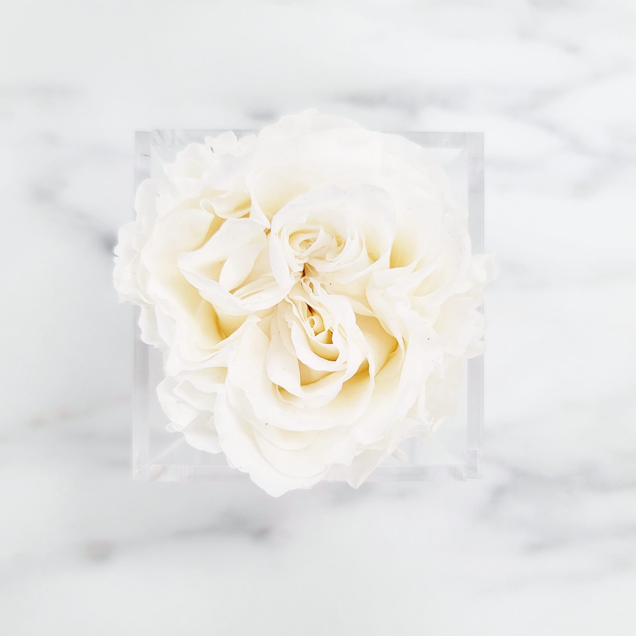 Preserved Garden Roses | Rose Head Only