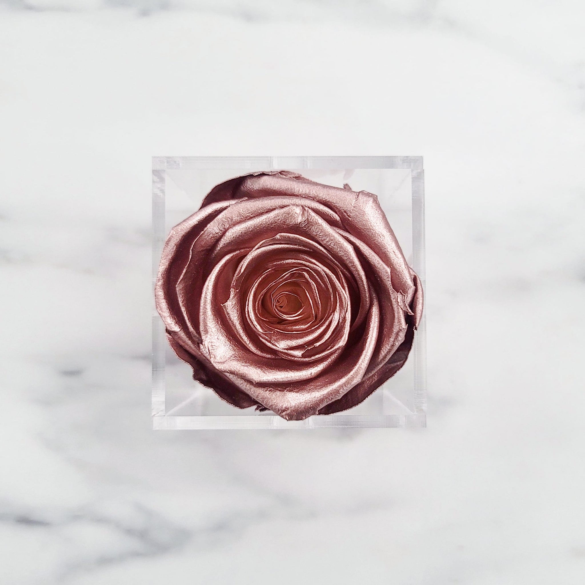 Preserved Roses | Box of 6