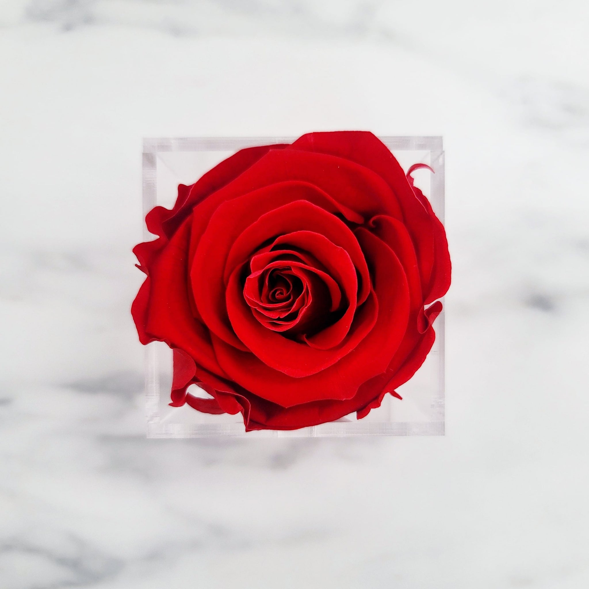 Preserved Roses | Box of 6