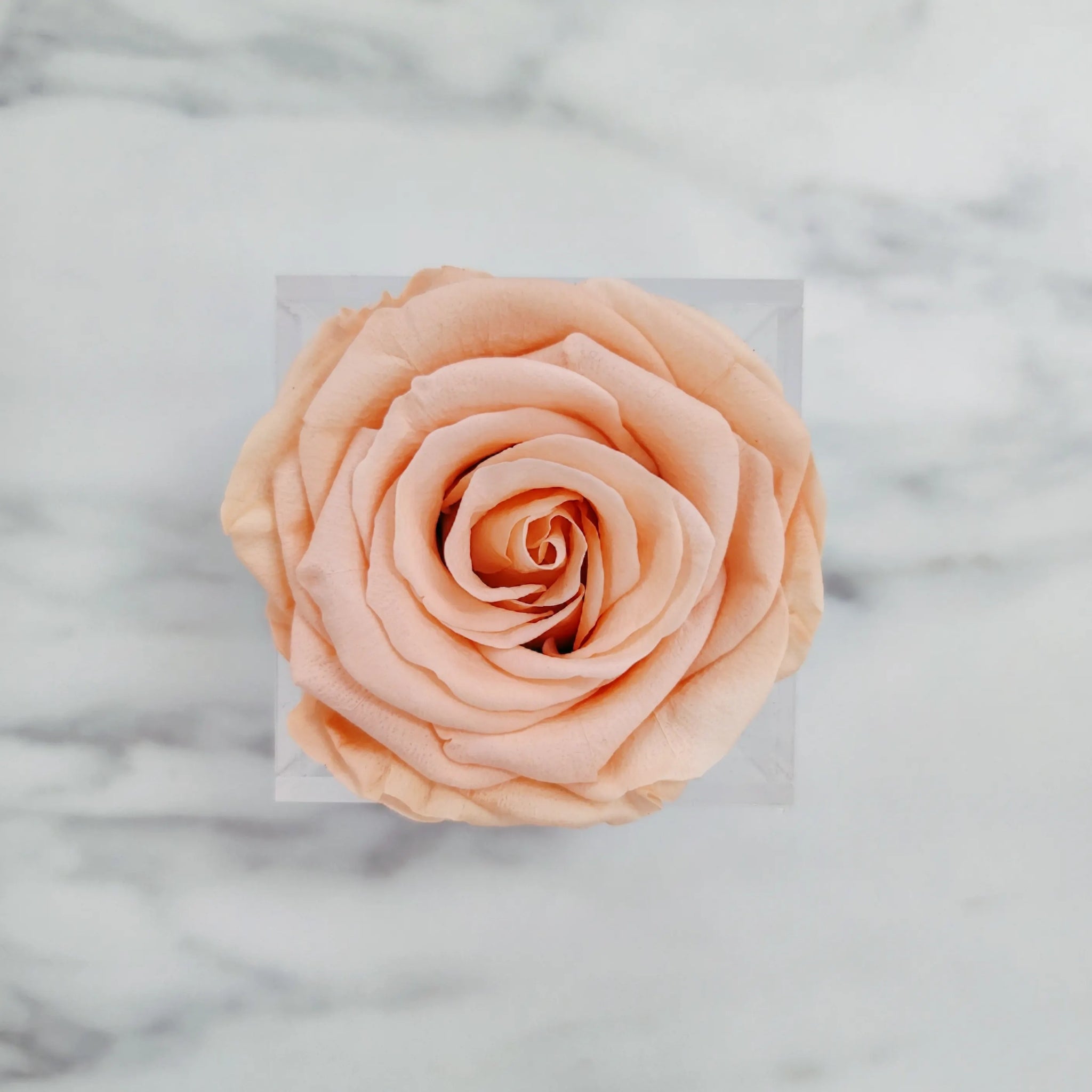 Preserved Roses | Box of 6