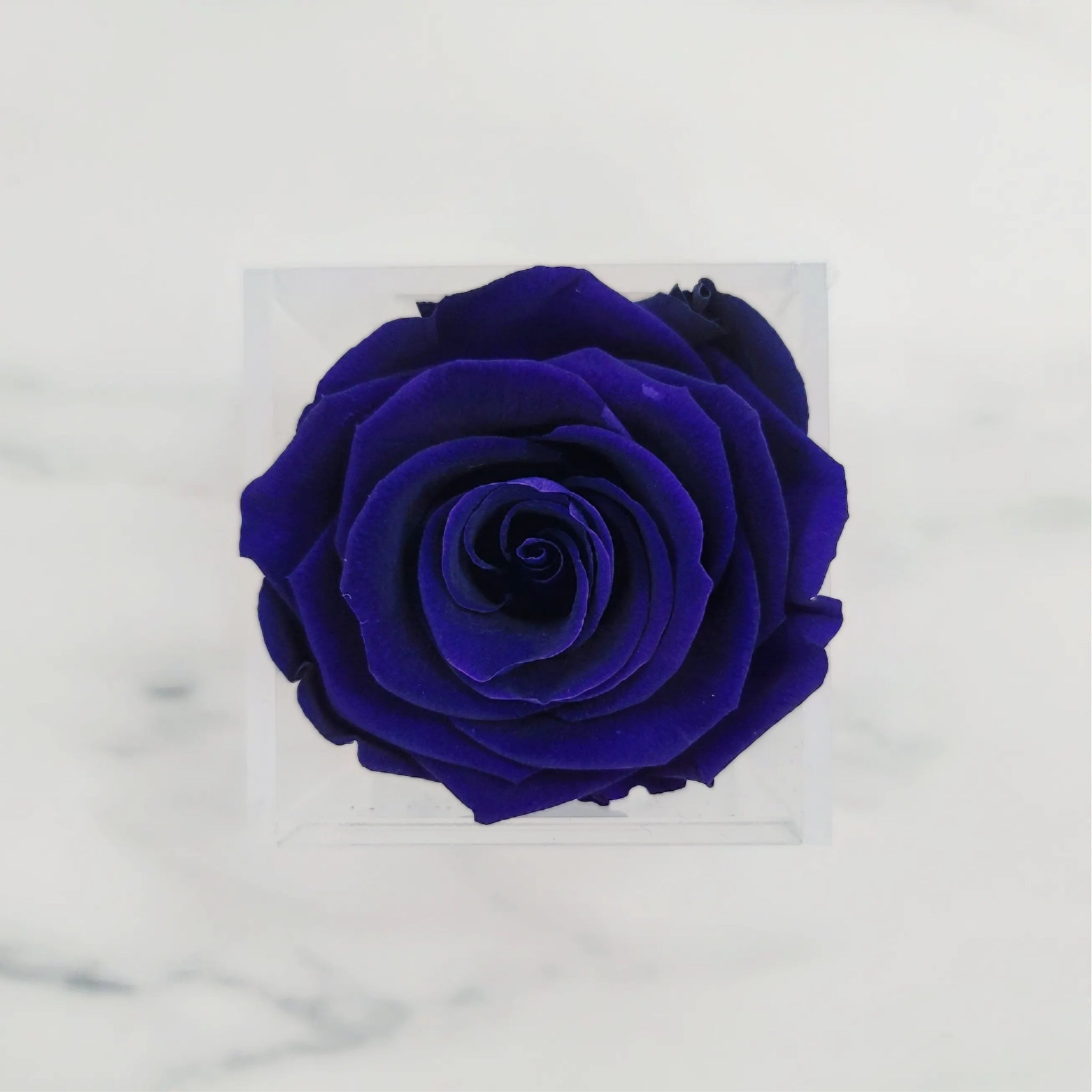 Preserved Roses | Box of 6