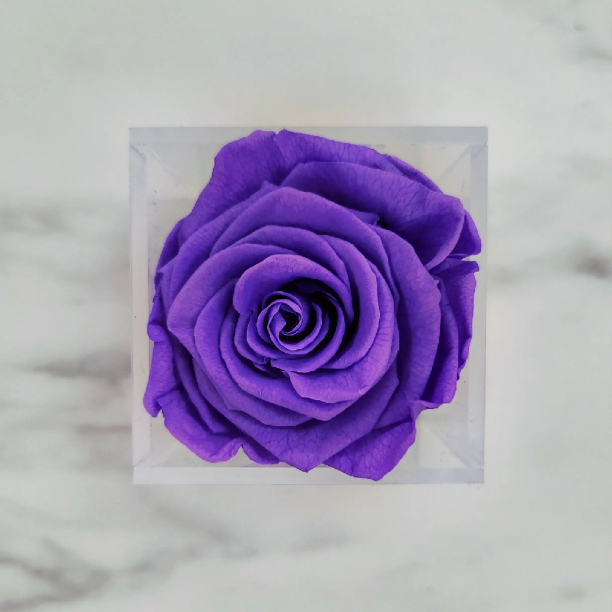 Preserved Roses | Box of 6