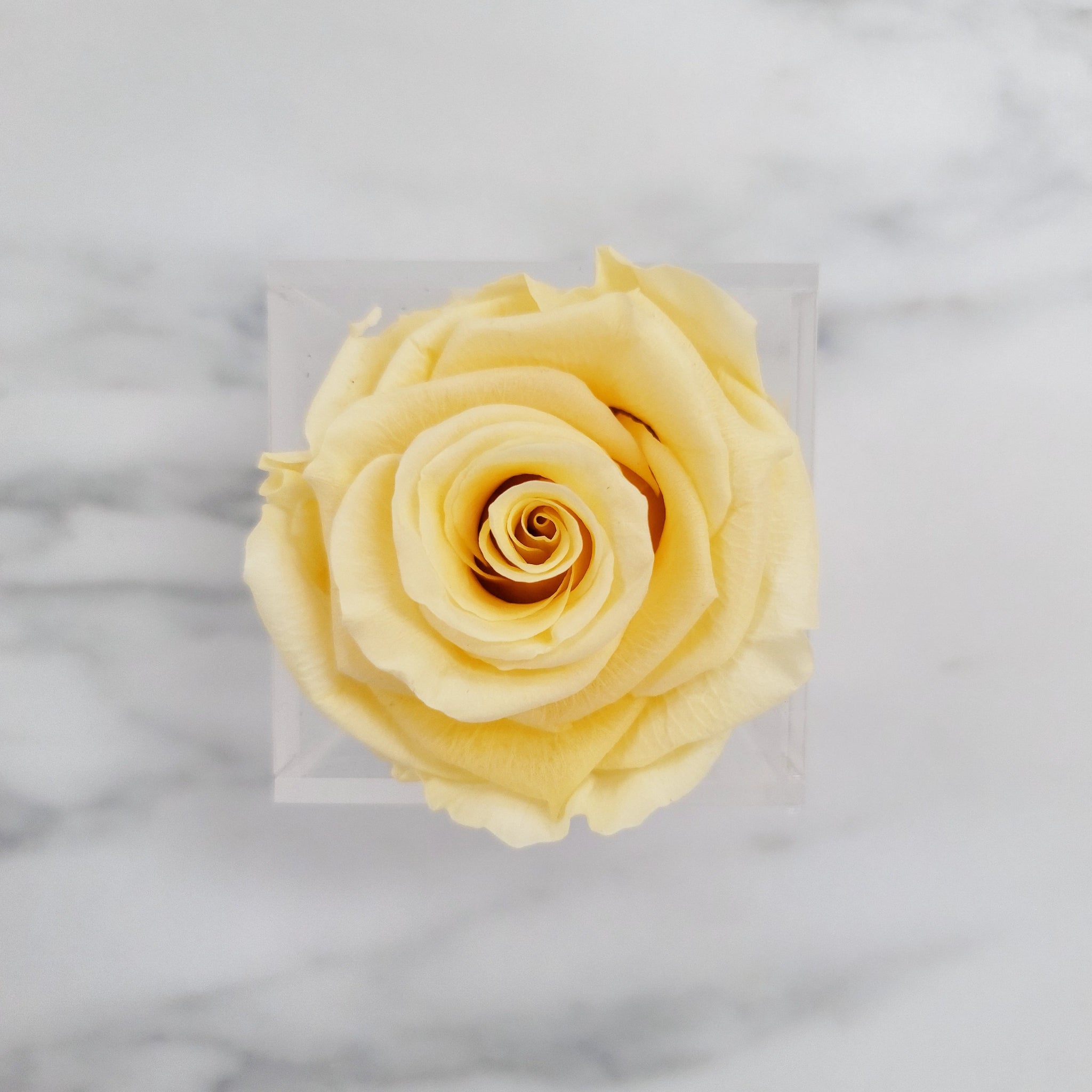 Preserved Roses | Box of 6