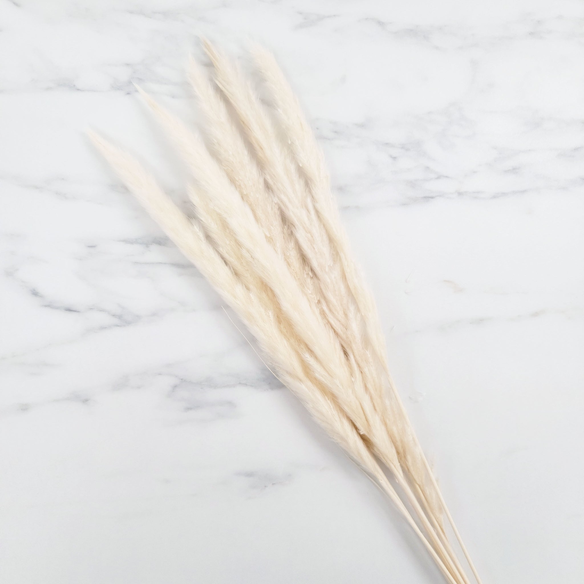 Mini Pampas Grass