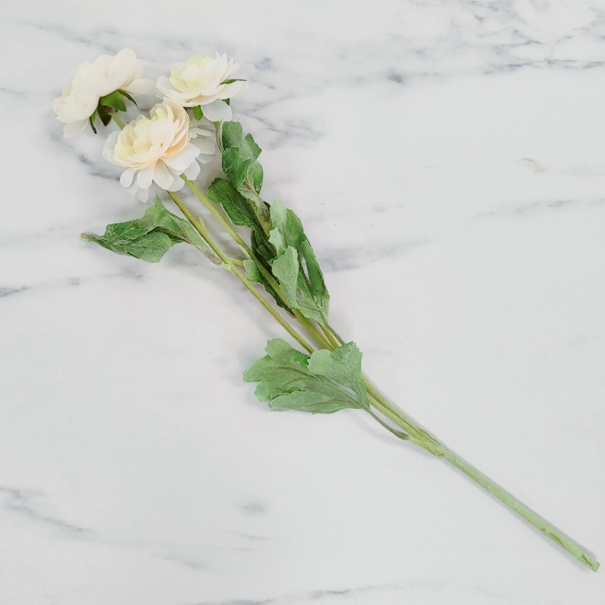 Ranunculus | Single Stem