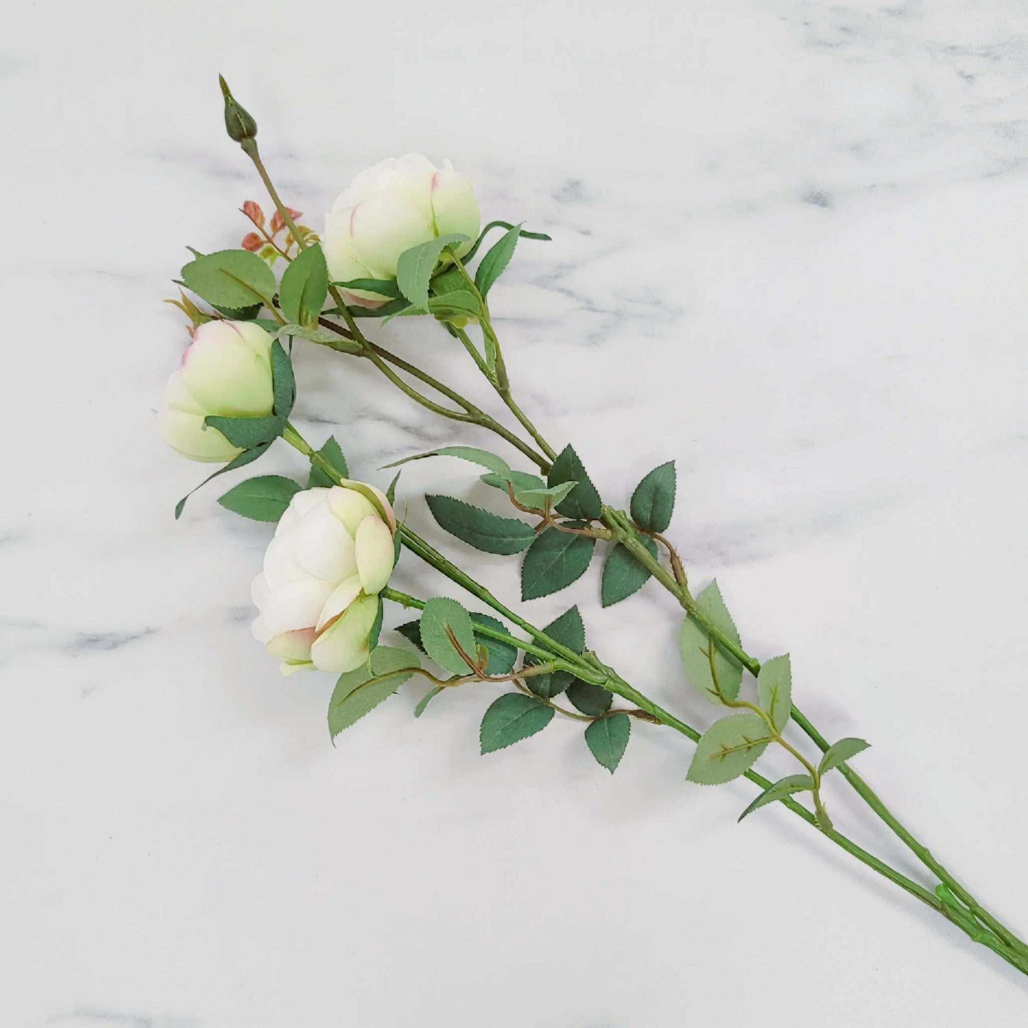 Garden Rose | Single Stem