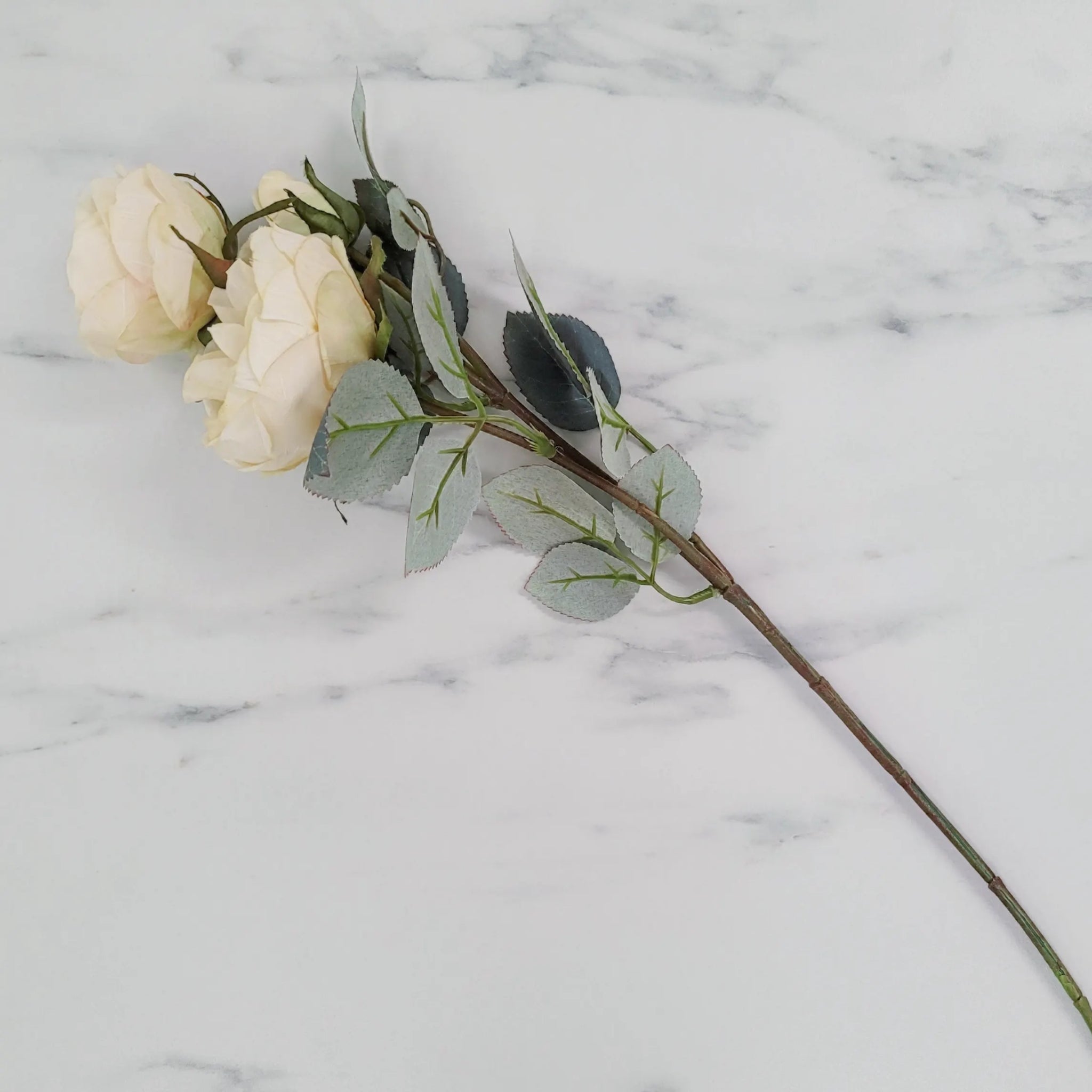 David Austin Garden Rose | Single Stem | 2 Buds
