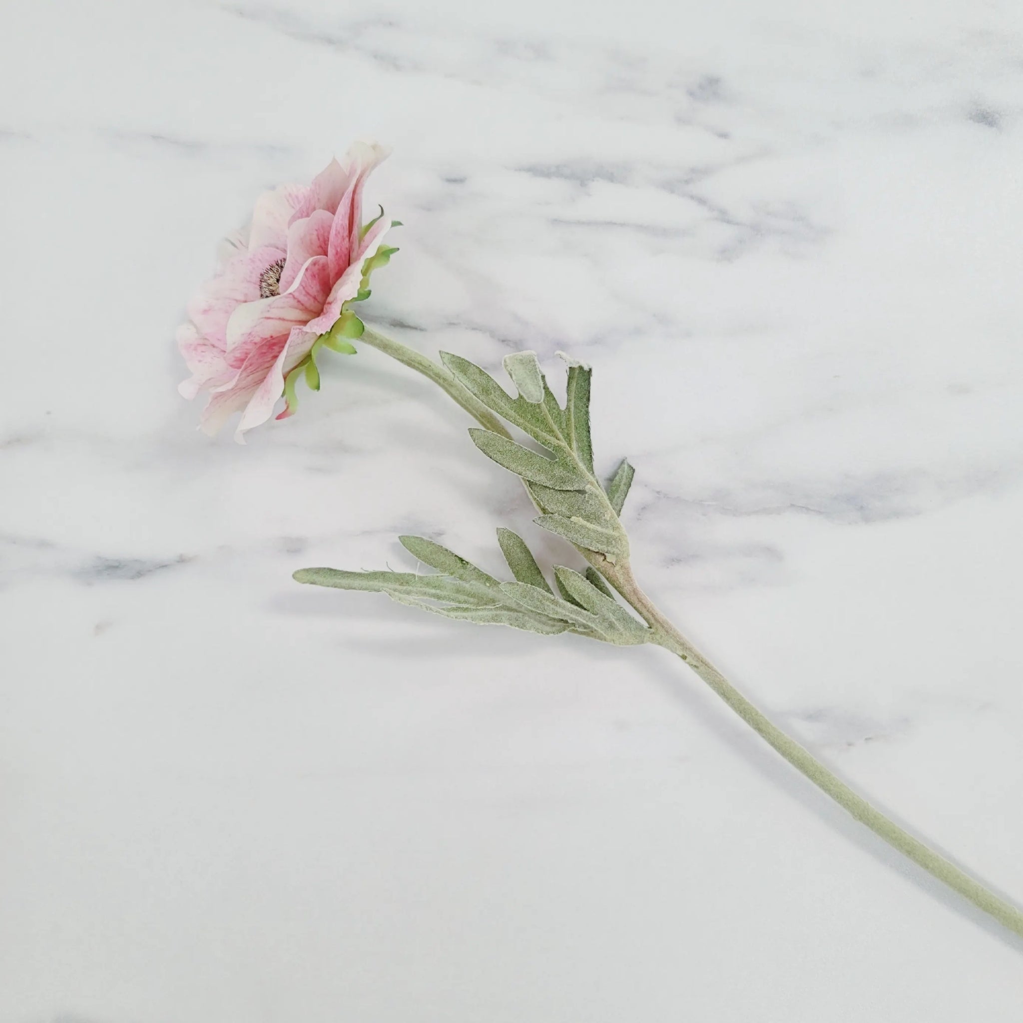Poppy | Single Stem