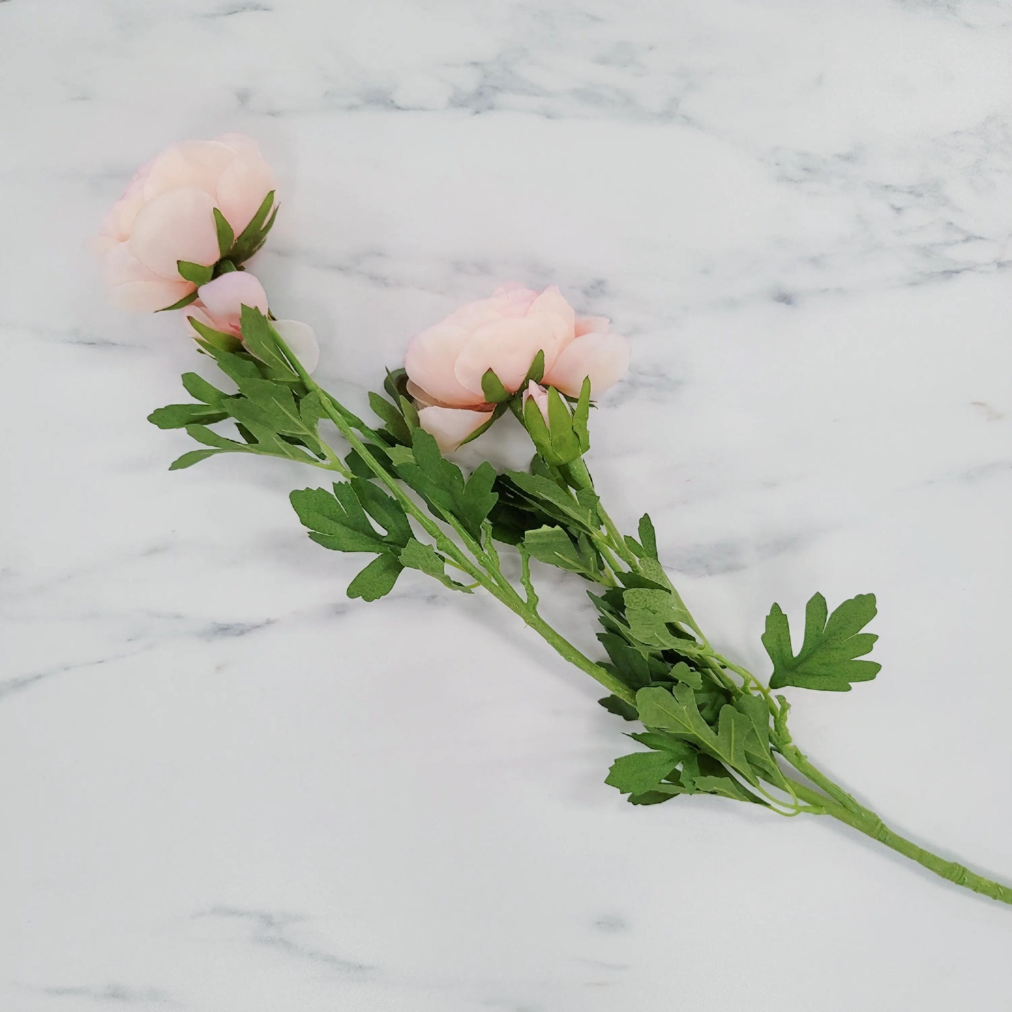 Puffy Ranunculus | Single Stem